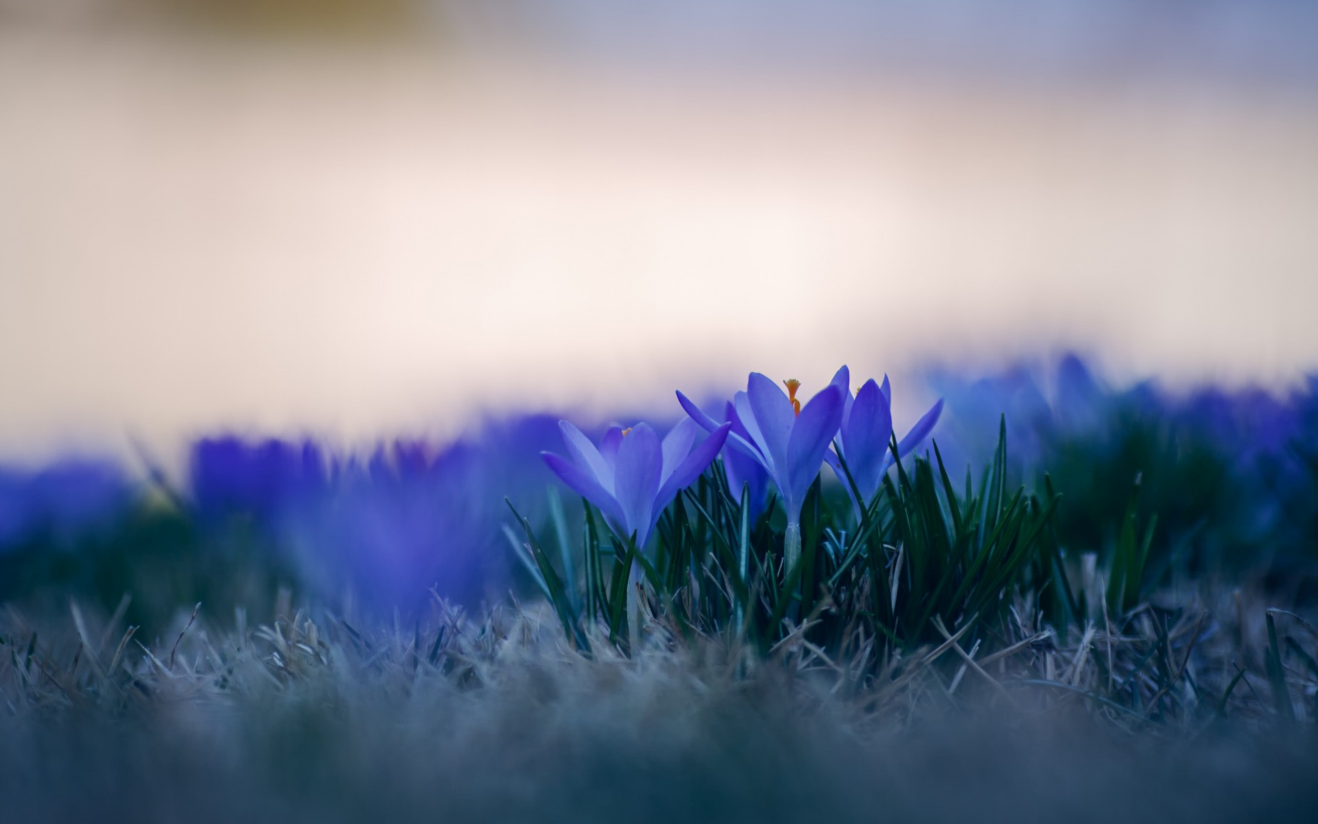 Laden Sie das Blumen, Blume, Erde/natur-Bild kostenlos auf Ihren PC-Desktop herunter