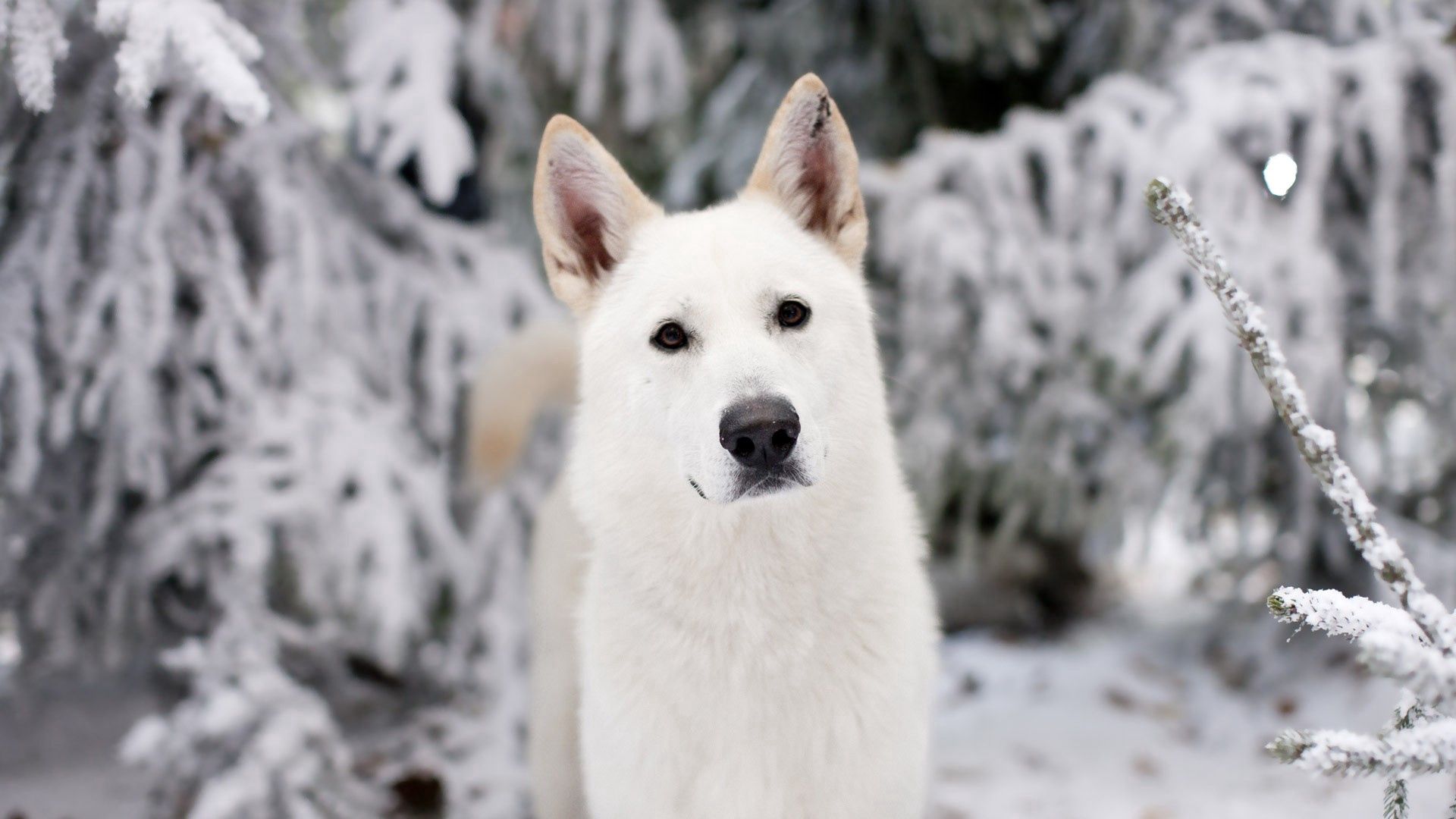 Download mobile wallpaper Snow, Muzzle, Dog, Animals, Eyes for free.