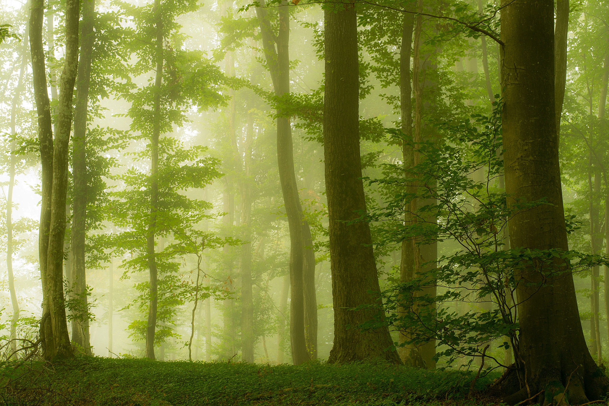 Завантажити шпалери безкоштовно Природа, Ліс, Дерево, Туман, Земля картинка на робочий стіл ПК
