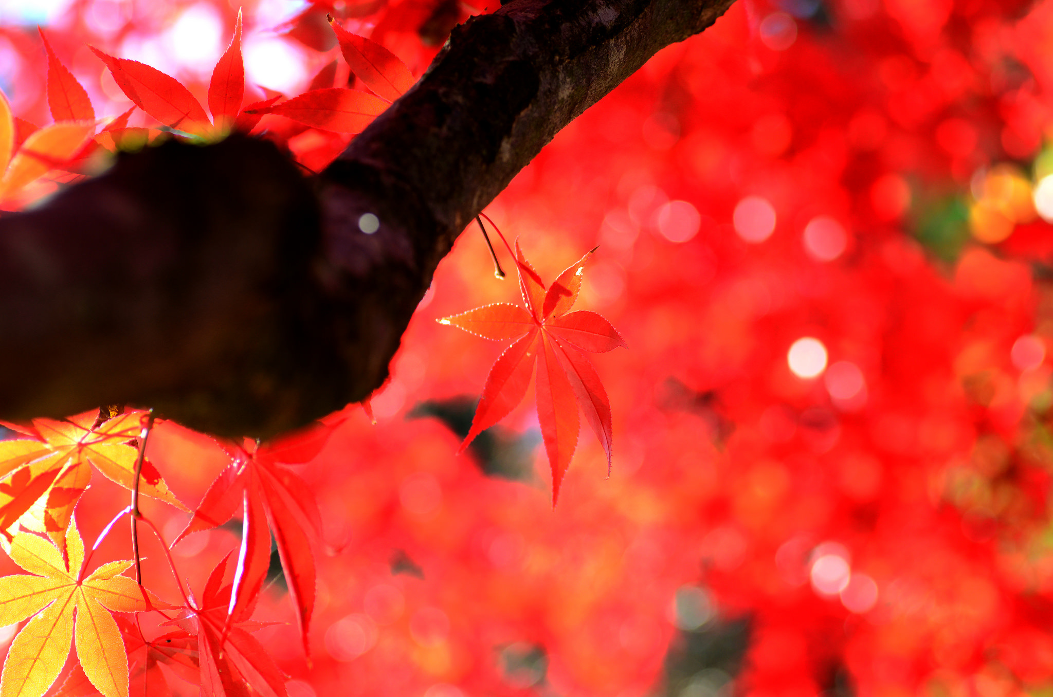 Free download wallpaper Nature, Leaf, Fall, Earth, Bokeh, Sunny on your PC desktop