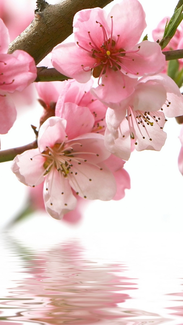 Download mobile wallpaper Nature, Flowers, Water, Branch, Earth, Cherry Blossom, Blossom, Pink Flower for free.