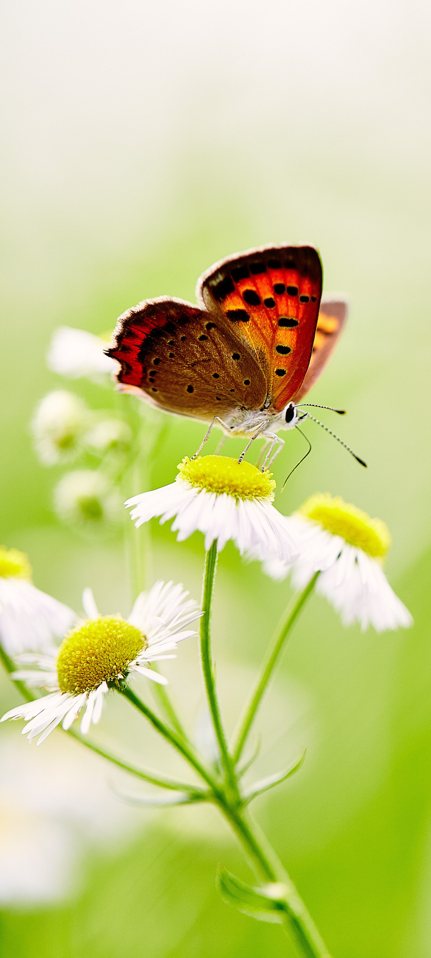 Download mobile wallpaper Macro, Insect, Butterfly, Animal, White Flower for free.
