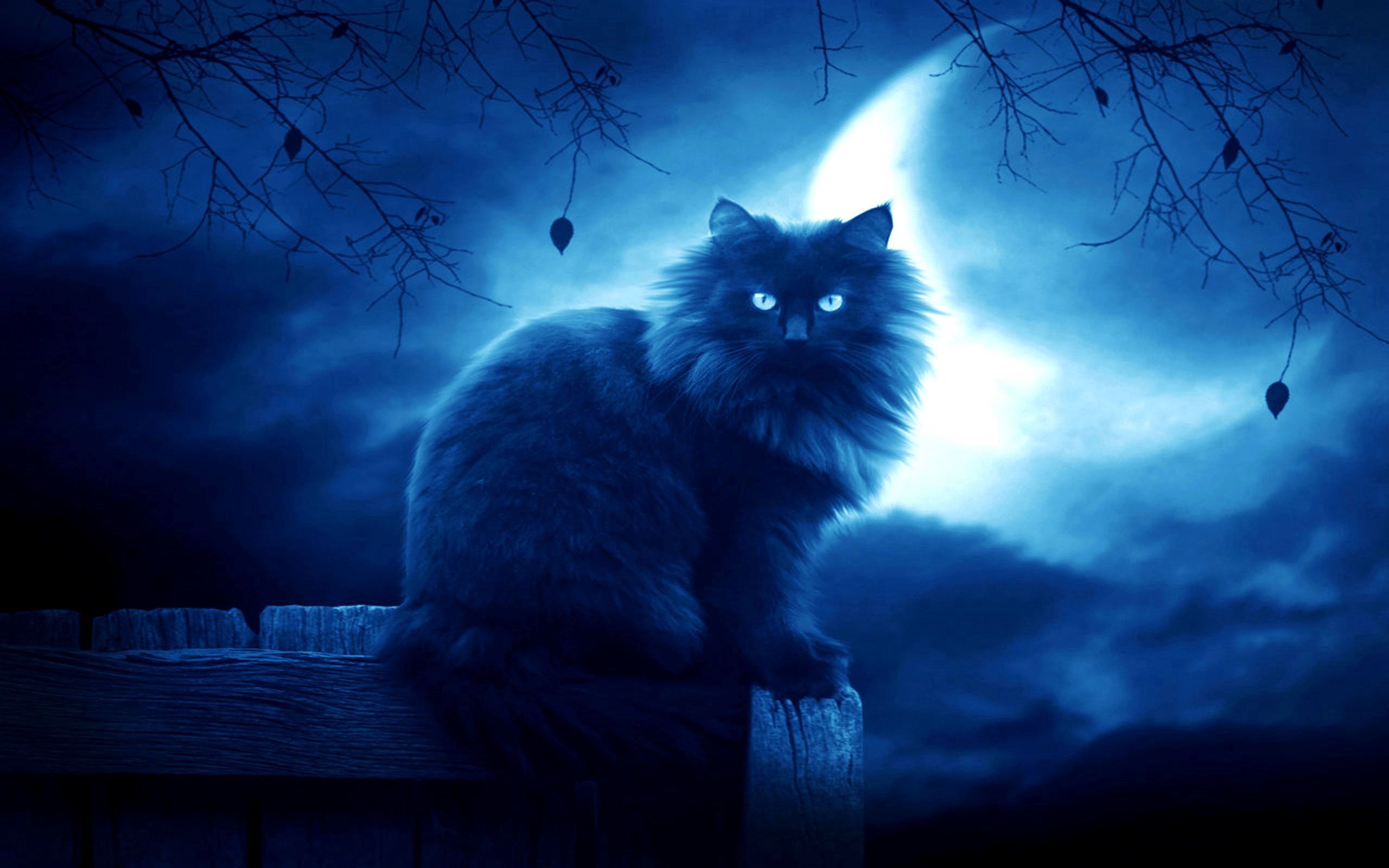 127992 скачать обои кот, силуэт, фэнтези, луна, ночь, черный, очертания - заставки и картинки бесплатно