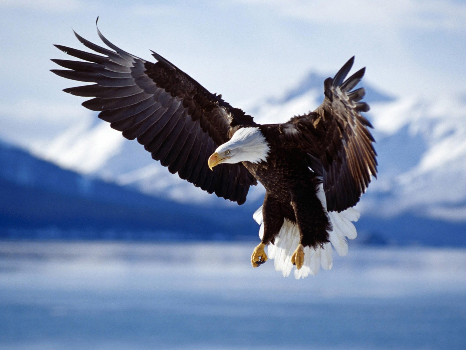 animals, birds, eagles, blue Desktop home screen Wallpaper