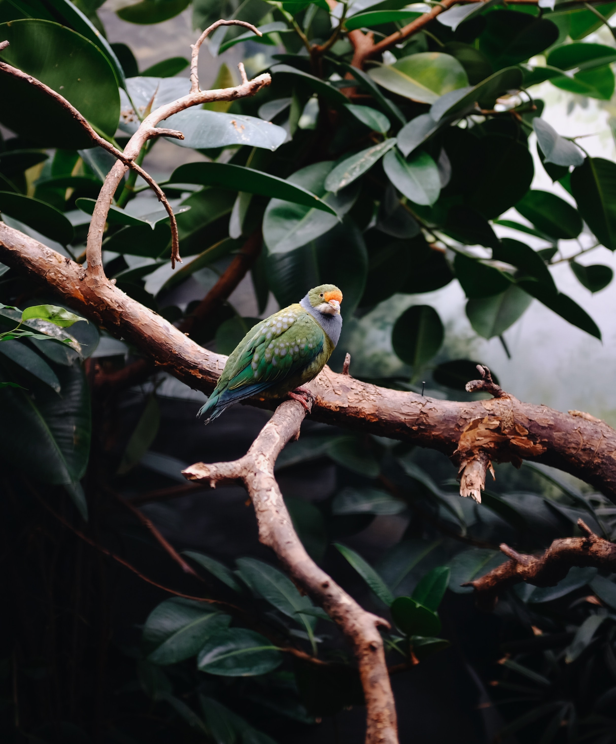 Free download wallpaper Leaves, Bird, Branches, Animals, Parrots on your PC desktop