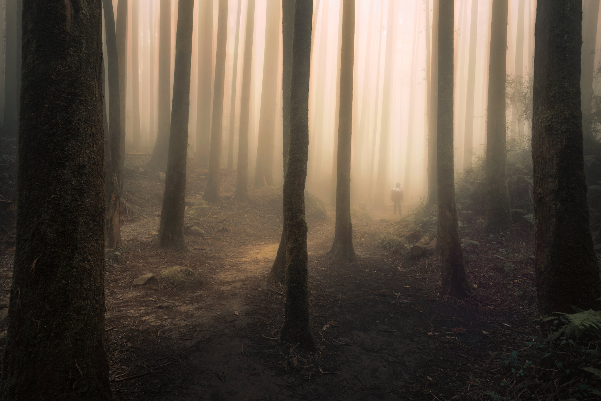 Laden Sie das Silhouette, Verschiedenes, Sonstige, Nebel, Dunkelheit, Wald-Bild kostenlos auf Ihren PC-Desktop herunter