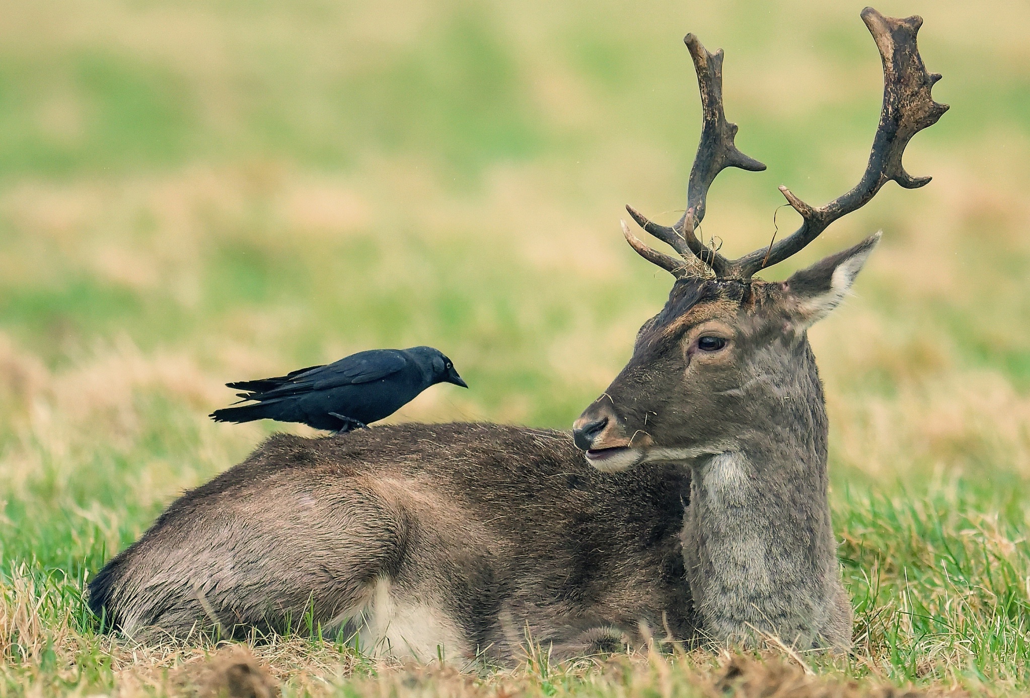 Baixe gratuitamente a imagem Animais, Pássaro, Veado na área de trabalho do seu PC