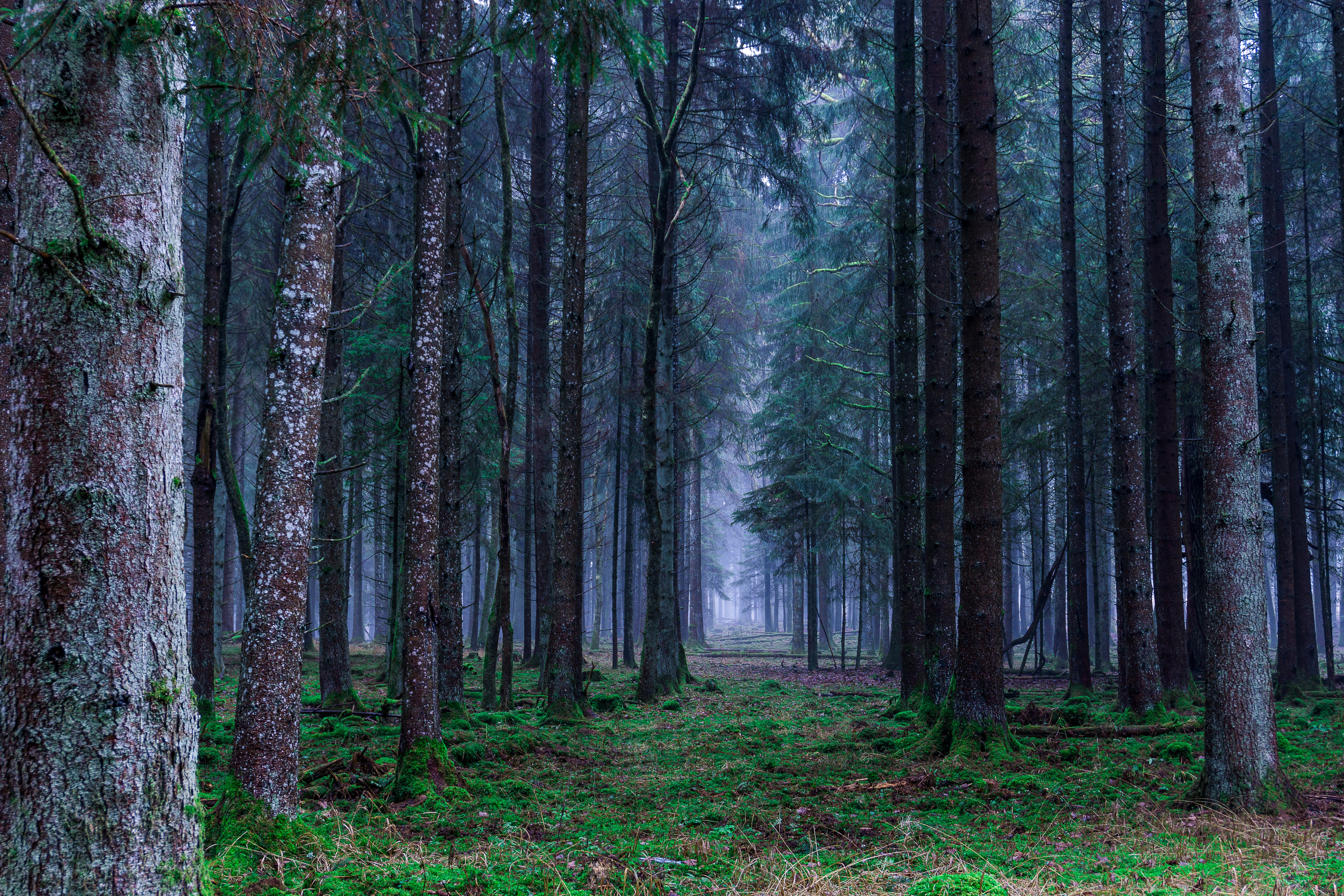 Free download wallpaper Trees, Grass, Fog, Nature, Forest on your PC desktop