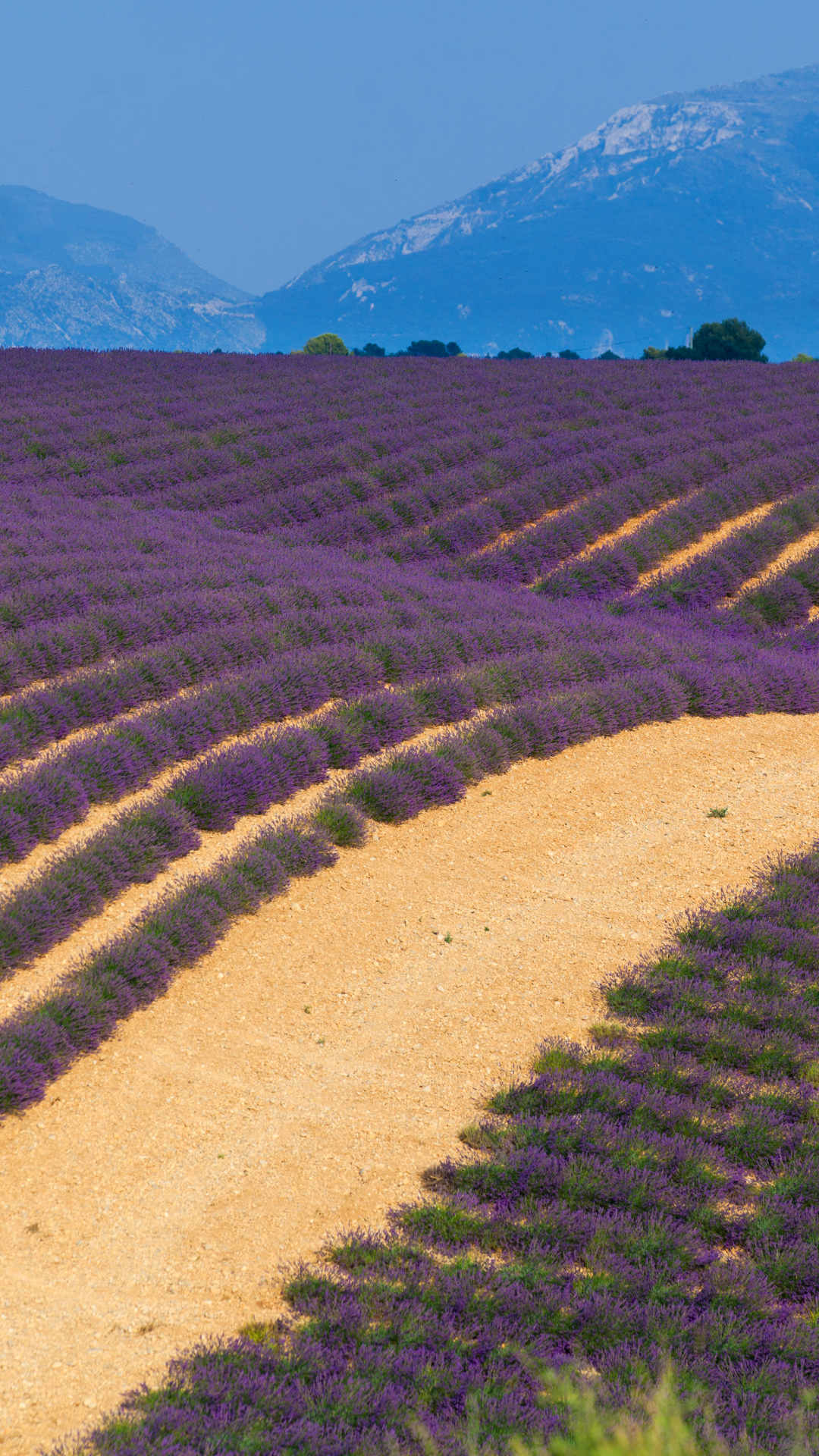 Download mobile wallpaper Landscape, Nature, Flowers, Flower, Earth, Field, Lavender, Purple Flower for free.