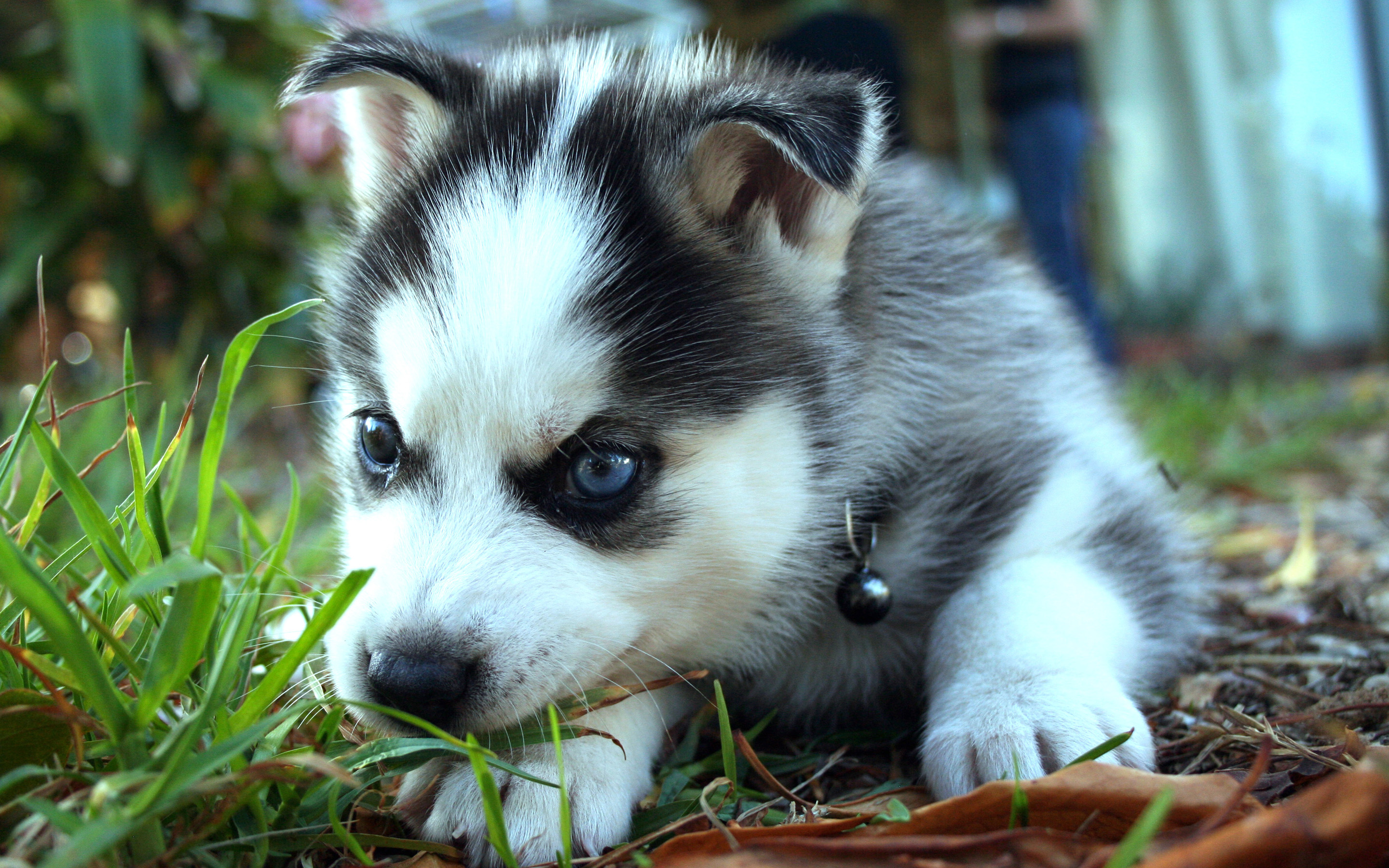 309748 Bild herunterladen tiere, sibirischer husky, hunde - Hintergrundbilder und Bildschirmschoner kostenlos