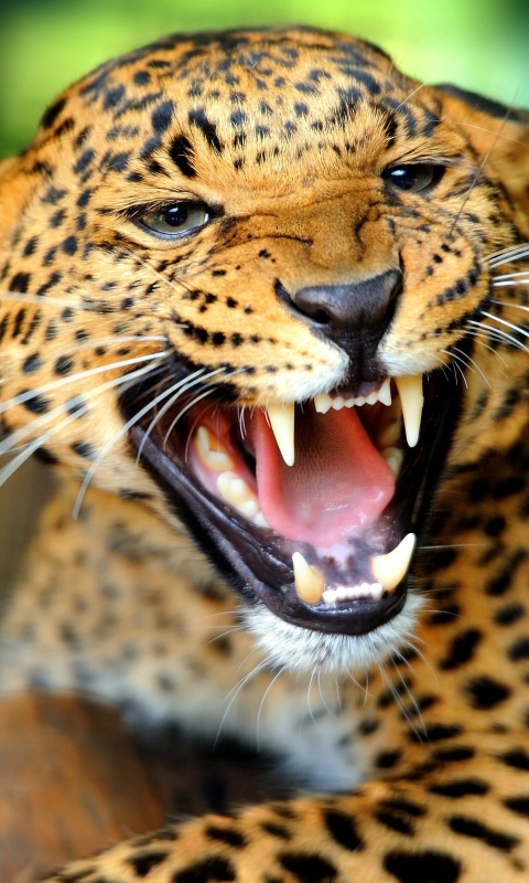 Download mobile wallpaper Cats, Jaguar, Animal for free.