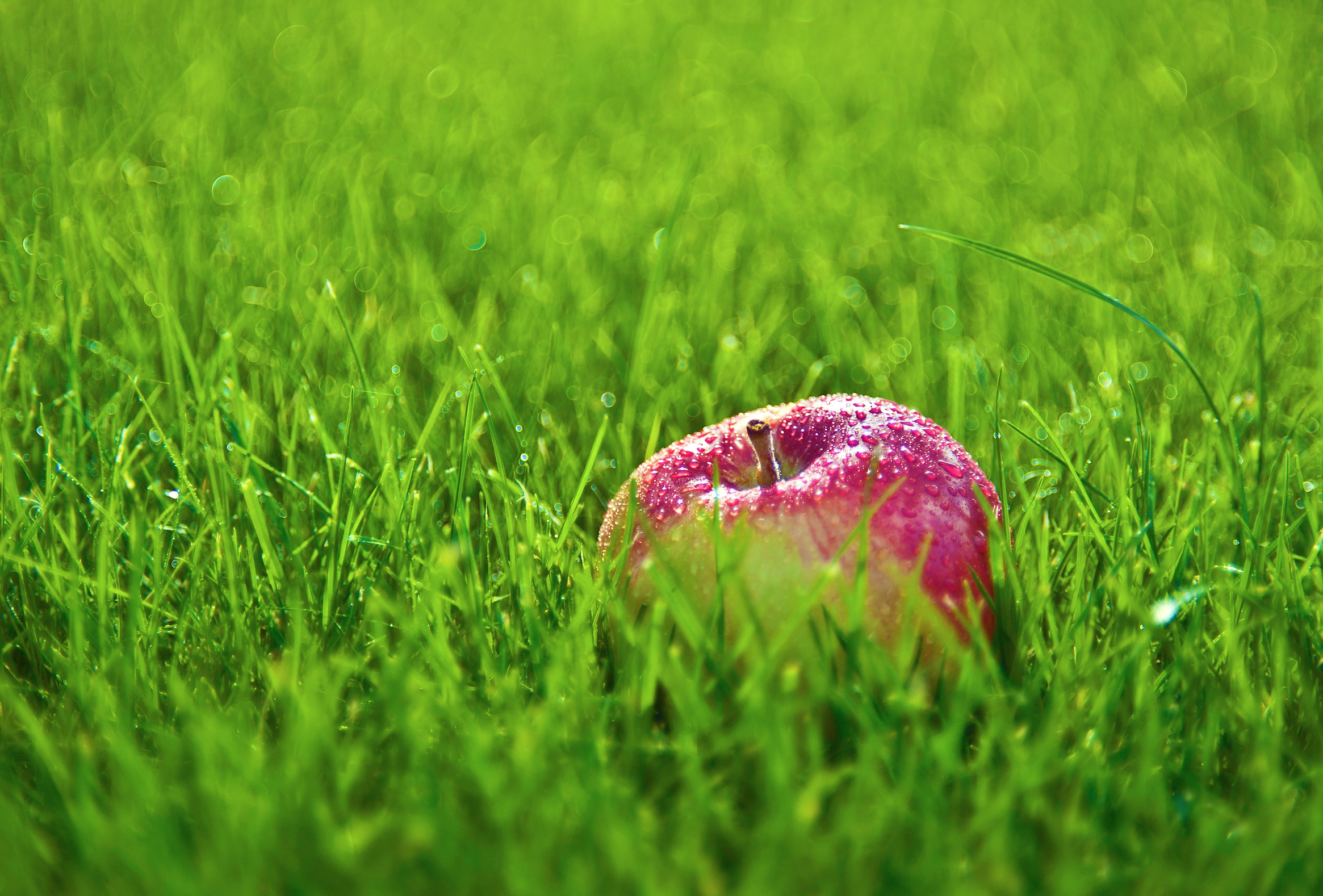 grass, lawn, food, apple, drops, red, fruit Aesthetic wallpaper