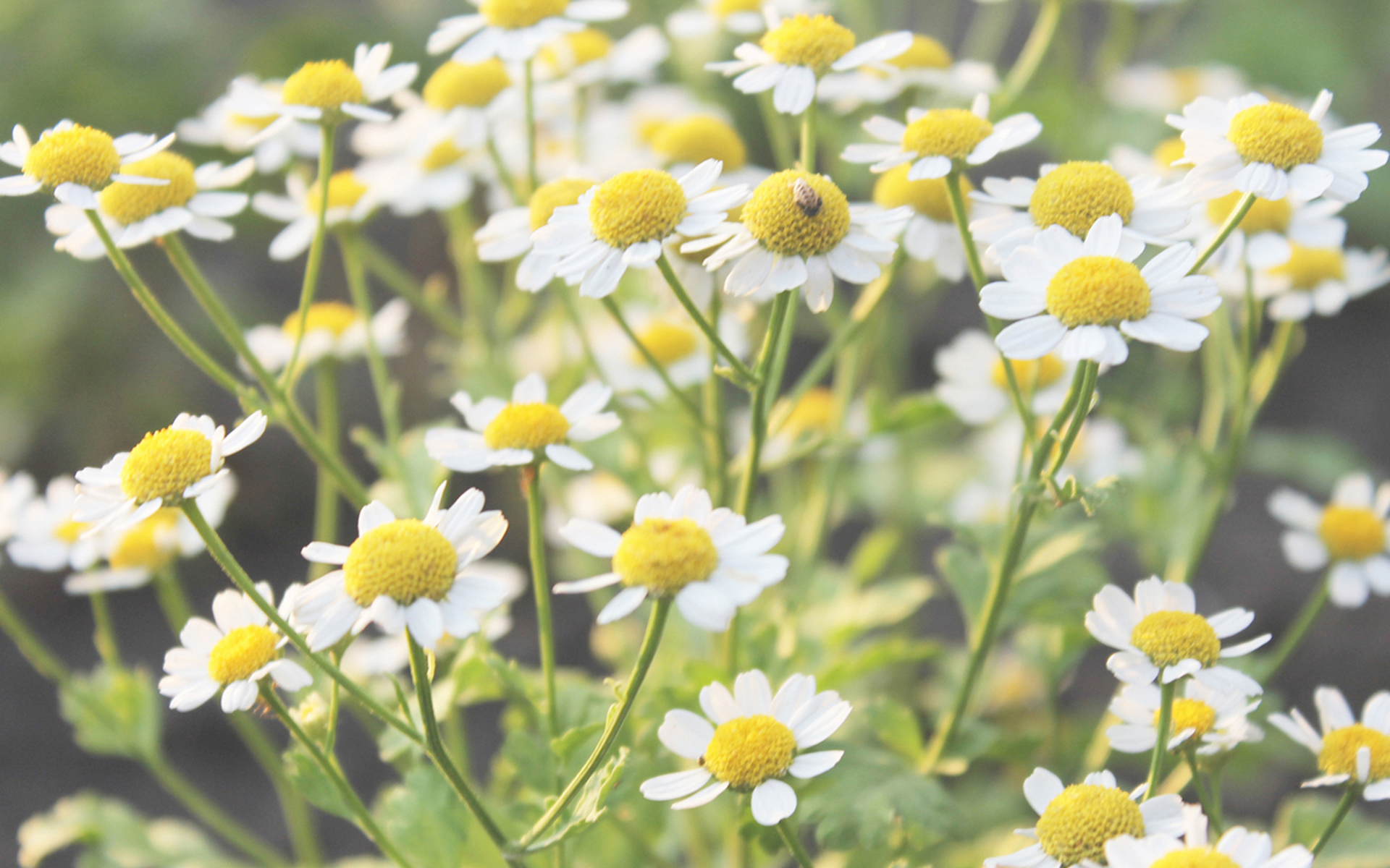 Handy-Wallpaper Blumen, Natur, Blume, Erde/natur kostenlos herunterladen.