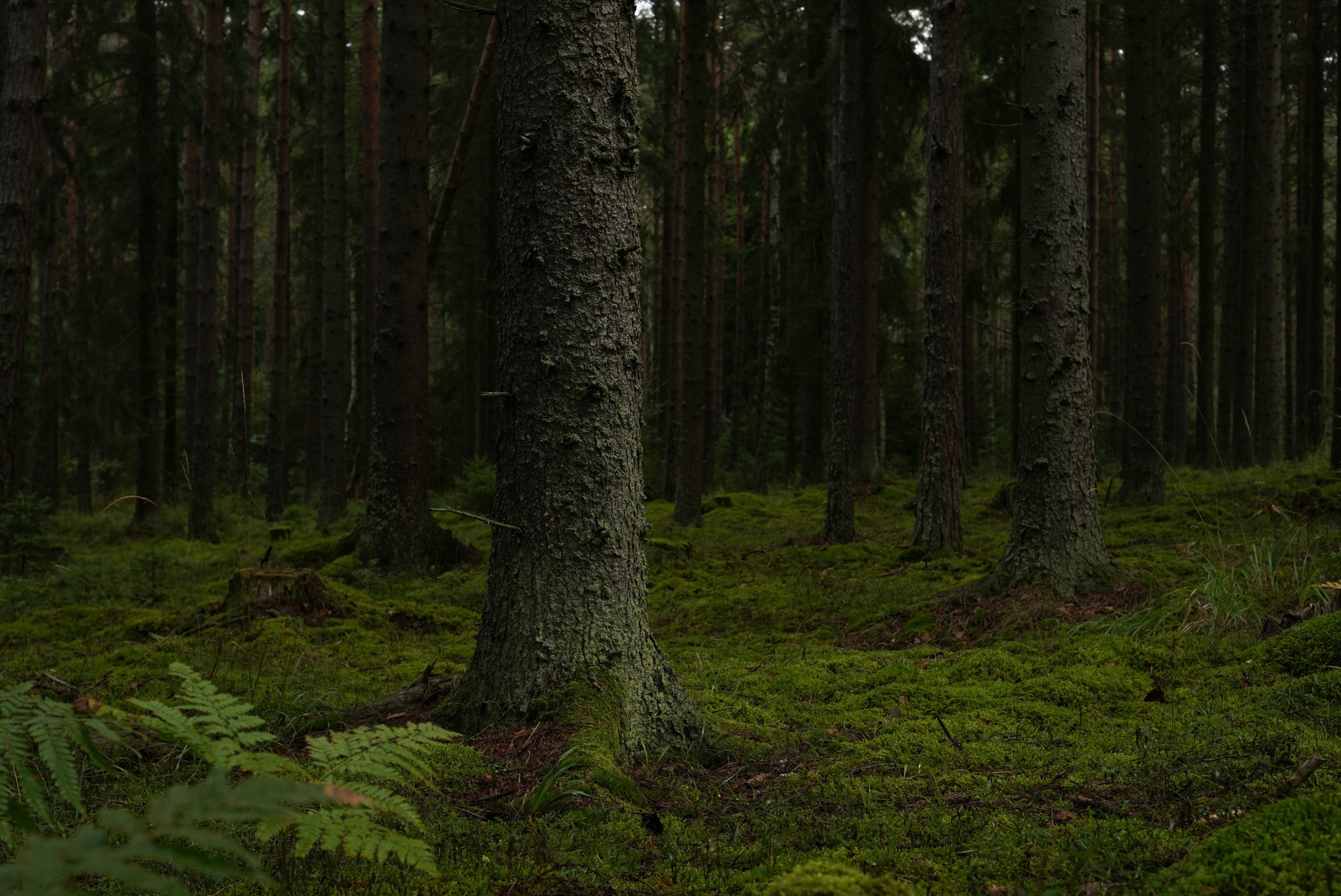 Baixe gratuitamente a imagem Floresta, Terra/natureza na área de trabalho do seu PC