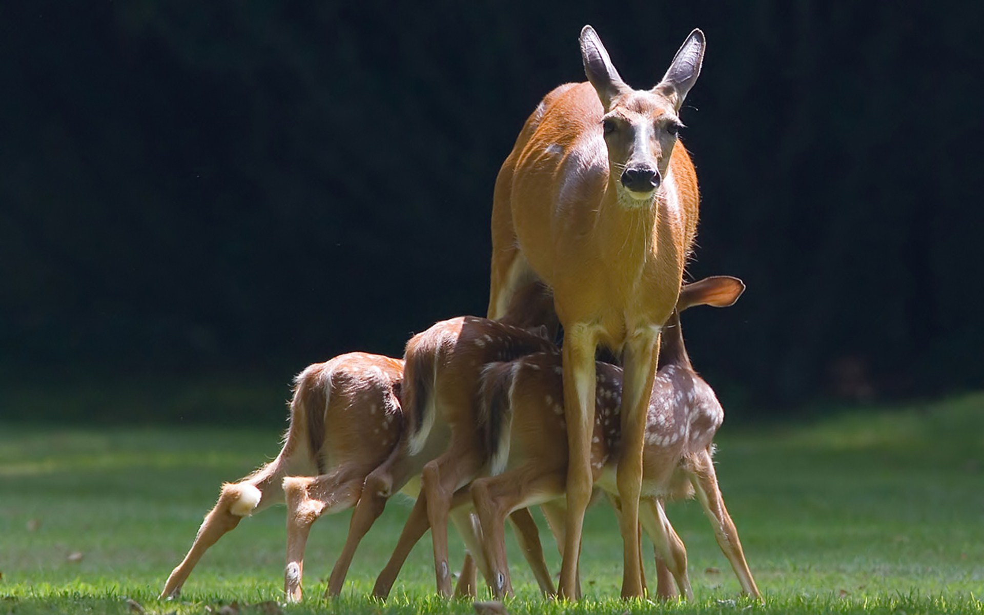 Handy-Wallpaper Tiere, Hirsch kostenlos herunterladen.