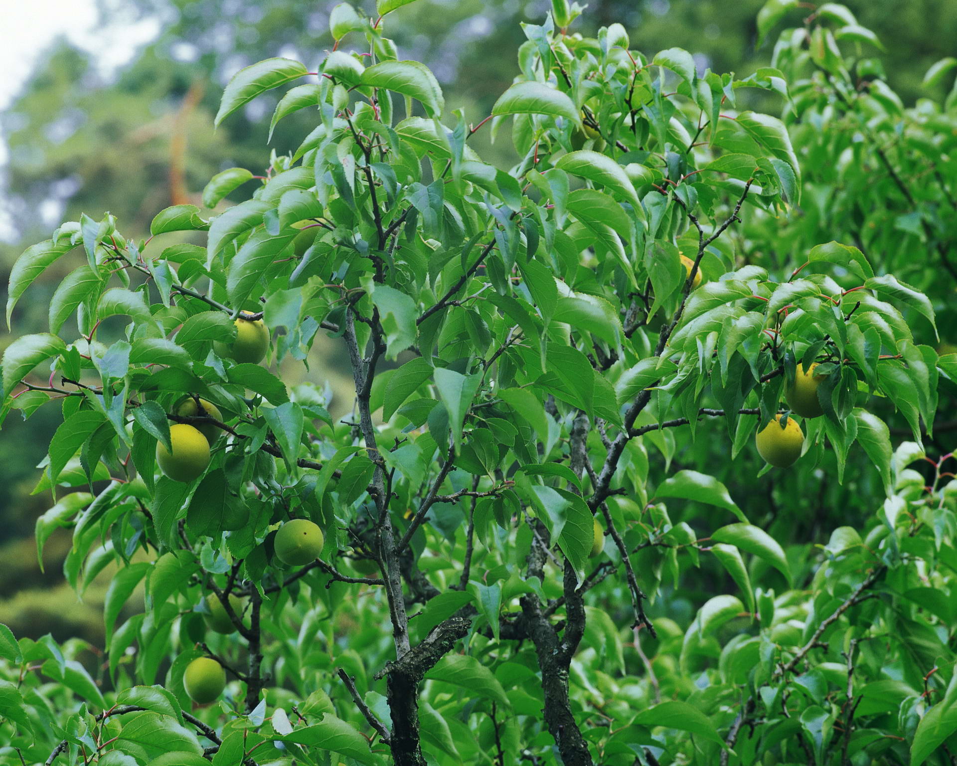 Descarga gratuita de fondo de pantalla para móvil de Fruta, Frutas, Alimento.