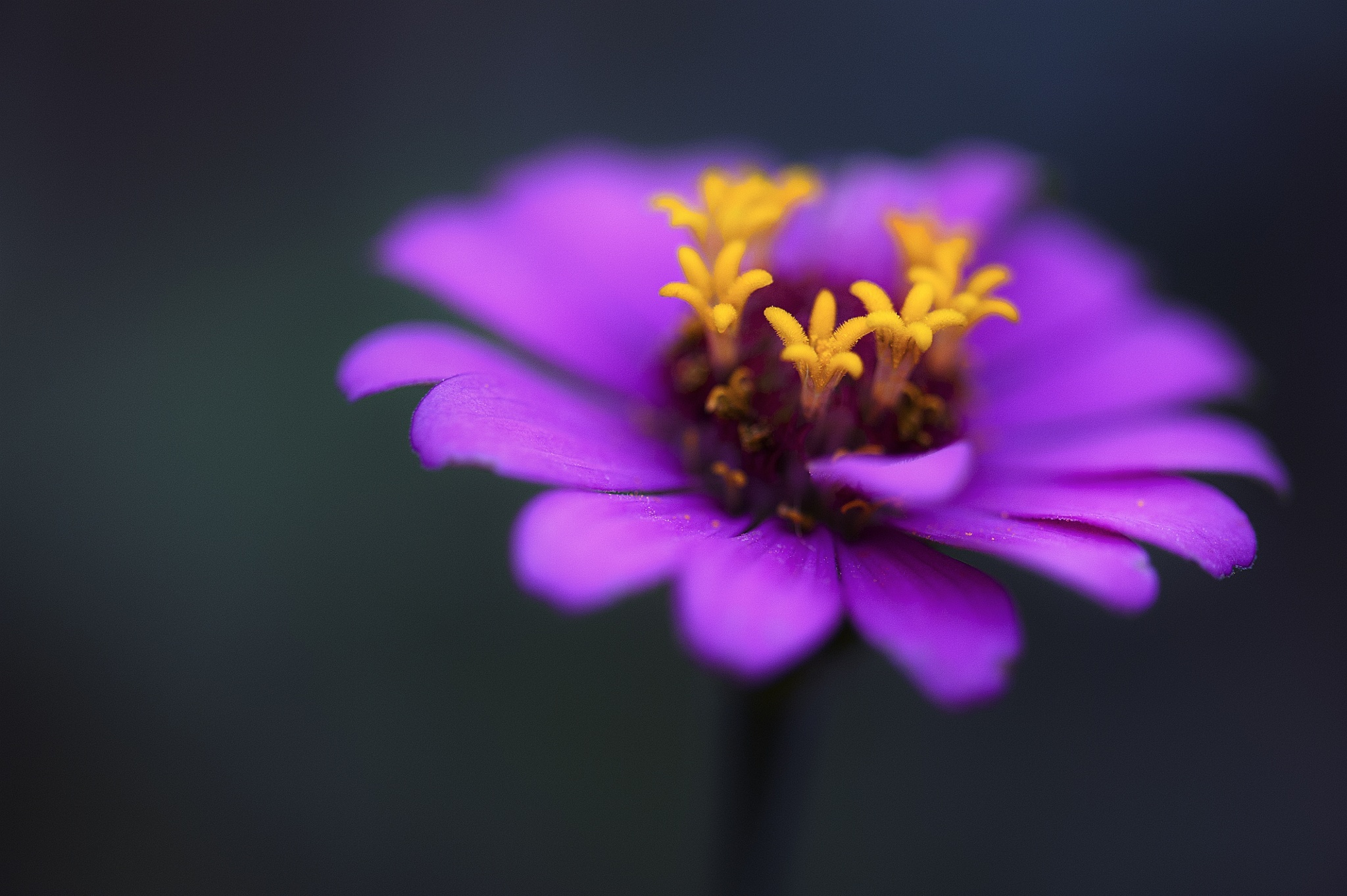 Baixe gratuitamente a imagem Flores, Flor, Terra/natureza na área de trabalho do seu PC