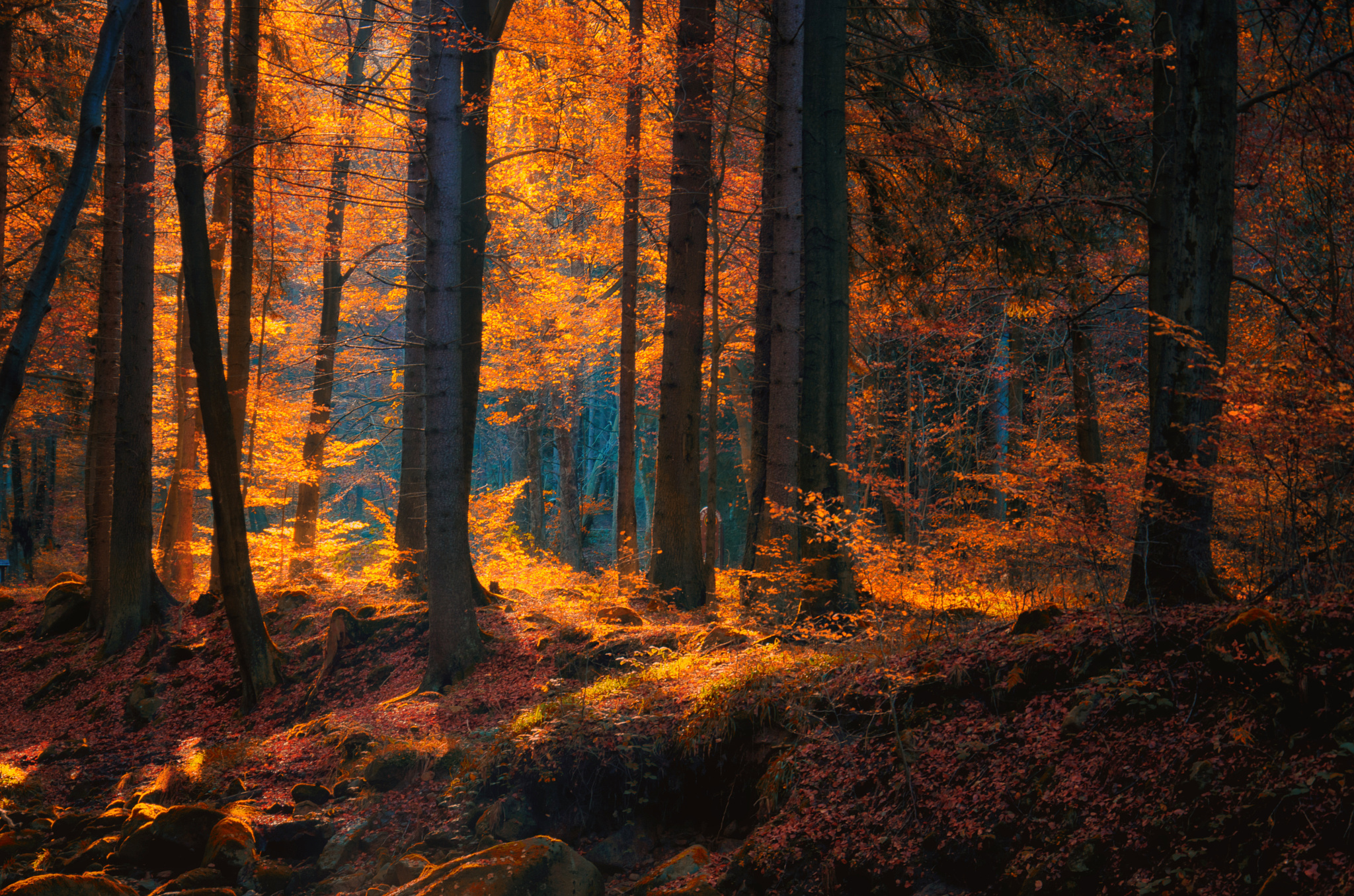 Скачать картинку Природа, Осень, Лес, Дерево, Тьма, Земля/природа в телефон бесплатно.