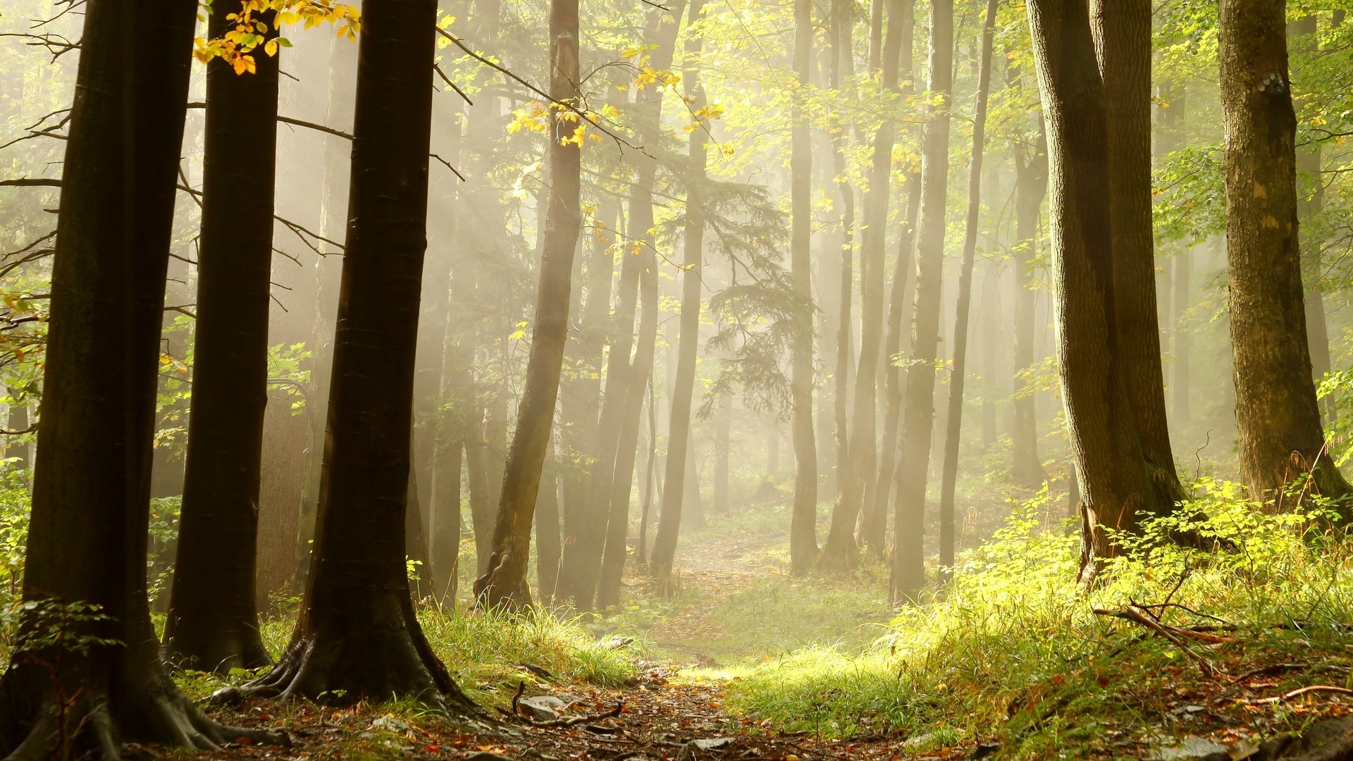 Free download wallpaper Forest, Earth on your PC desktop