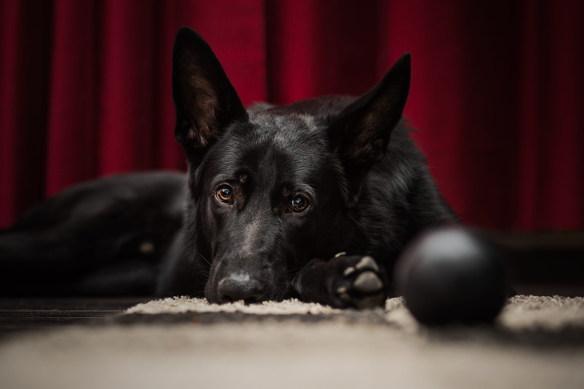 Free download wallpaper Dogs, Dog, Animal, German Shepherd, Resting on your PC desktop