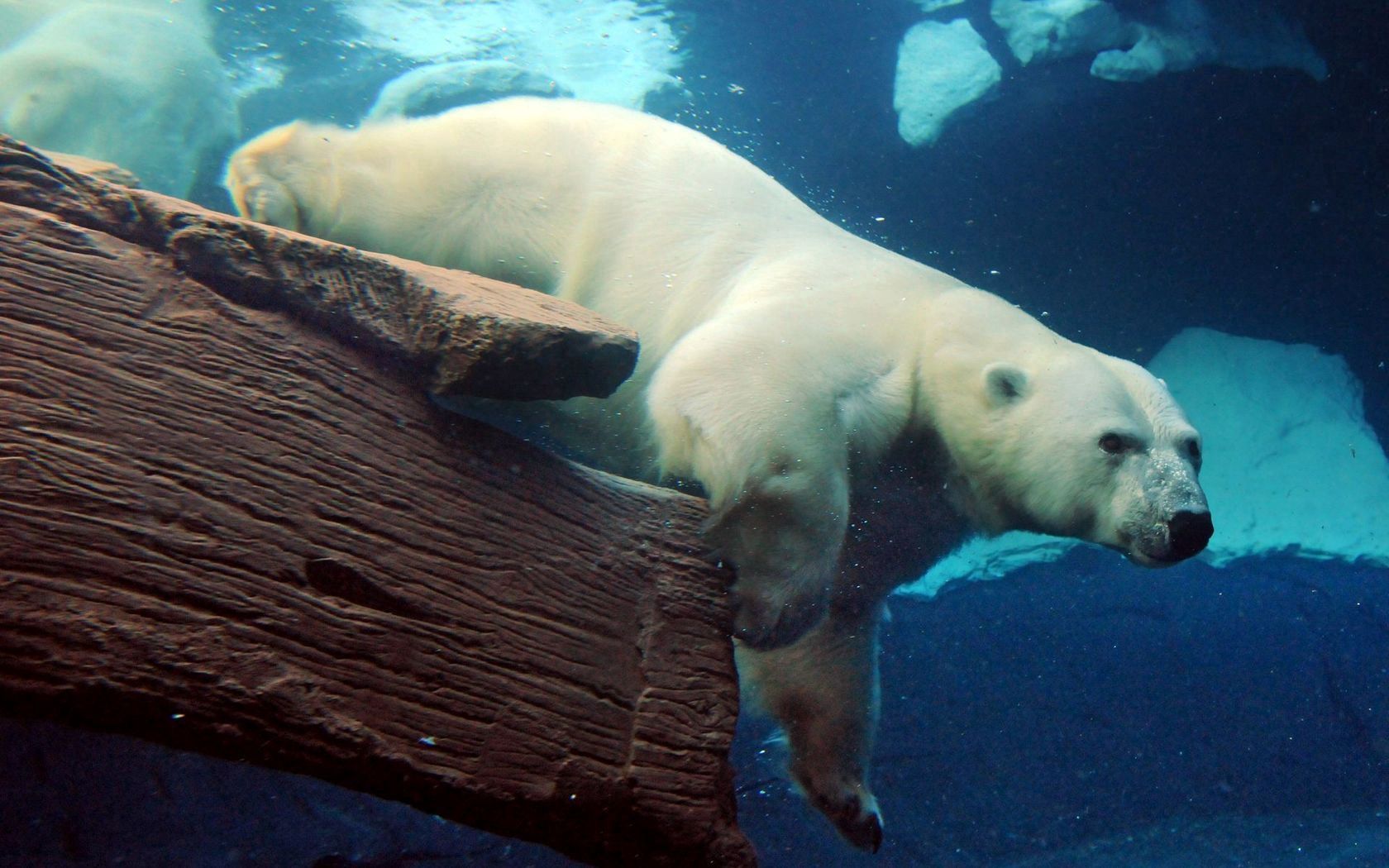 animals, to swim, swim, large, big, underwater, polar bear, submarine