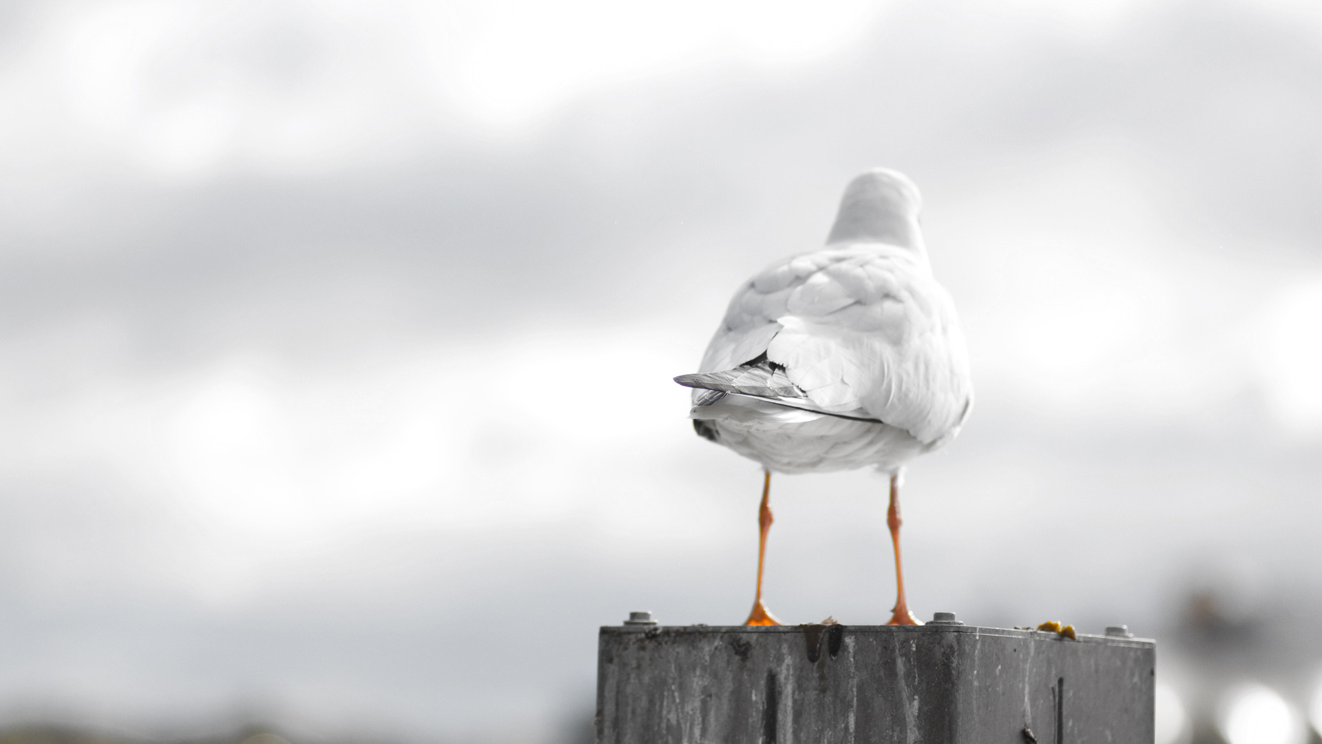 Descarga gratuita de fondo de pantalla para móvil de Animales, Gaviota, Aves.