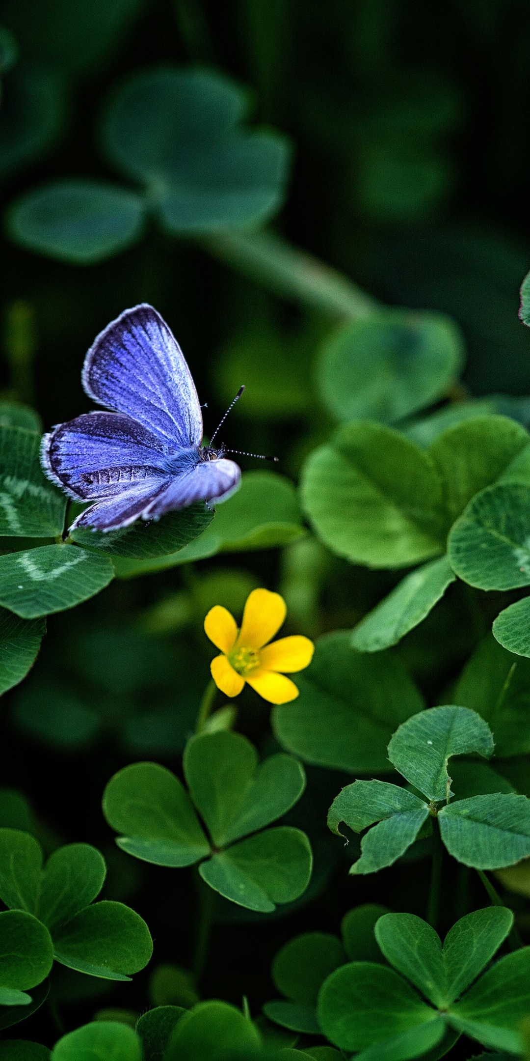 Download mobile wallpaper Butterfly, Animal, Clover for free.