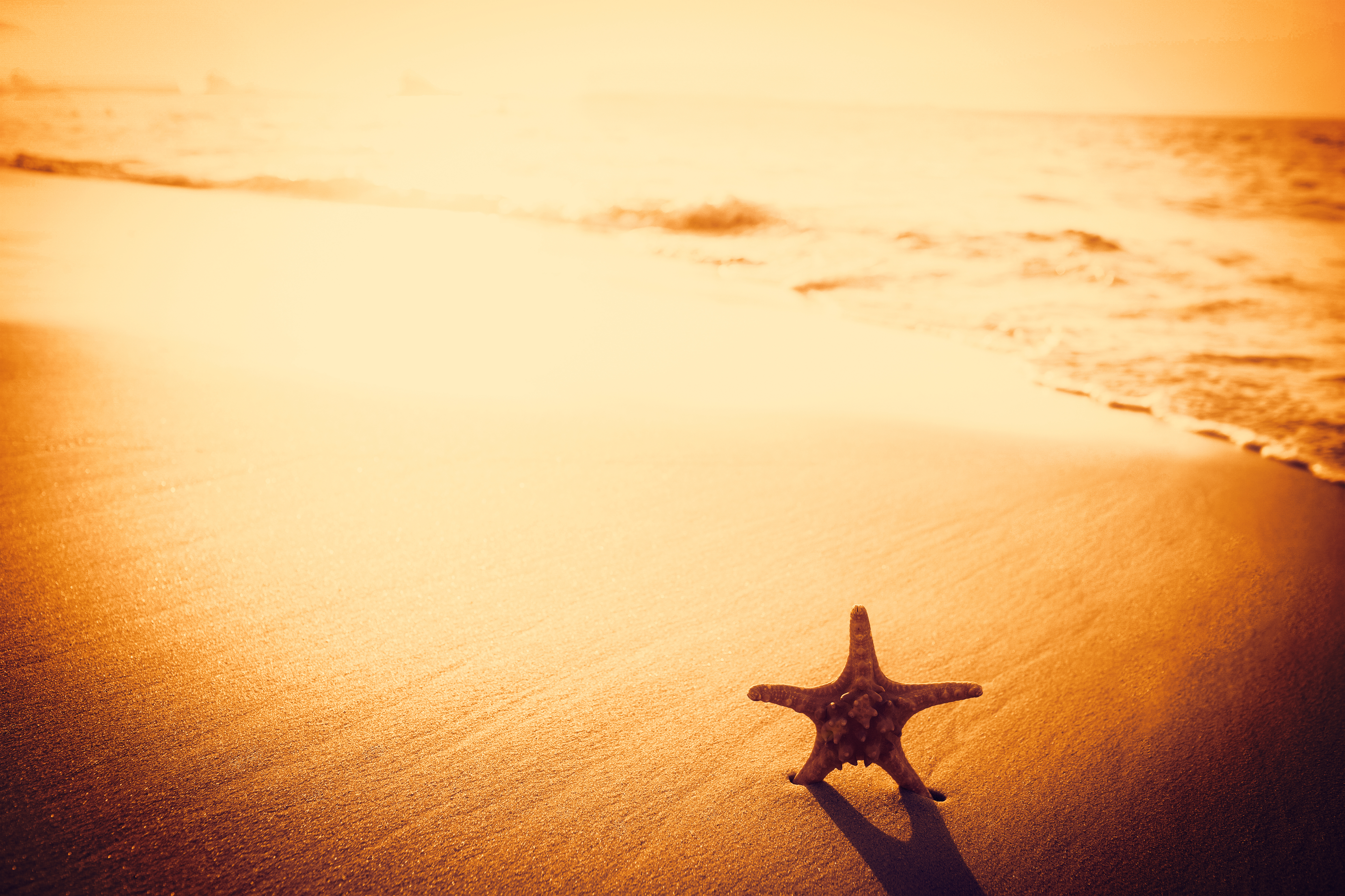 Download mobile wallpaper Sunset, Beach, Sand, Starfish, Ocean, Animal for free.