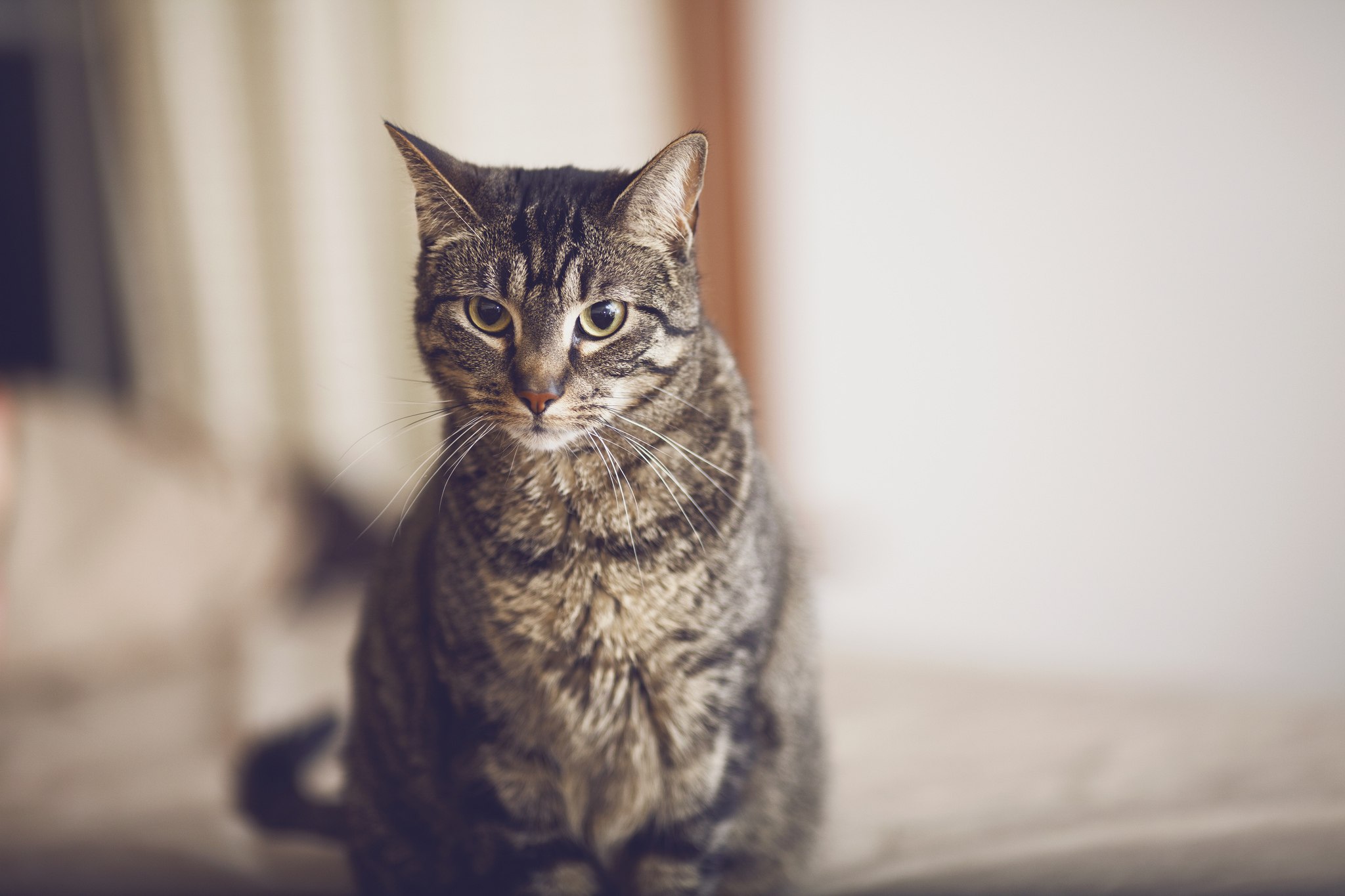 Baixe gratuitamente a imagem Gato, Gatos, Animais na área de trabalho do seu PC