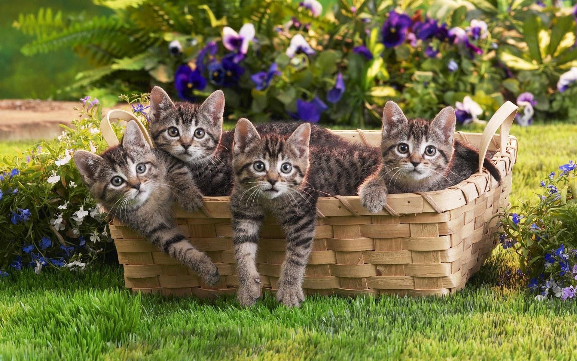 66856 скачать картинку котята, корзина, животные, цветы, трава, малыши - обои и заставки бесплатно