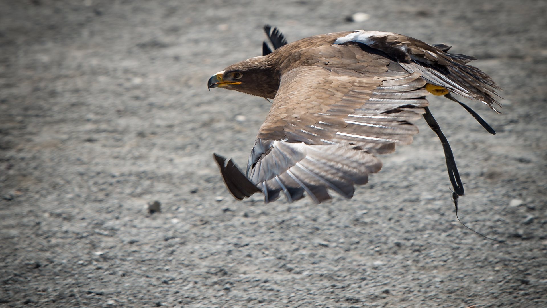 Download mobile wallpaper Eagle, Bird, Birds, Animal for free.