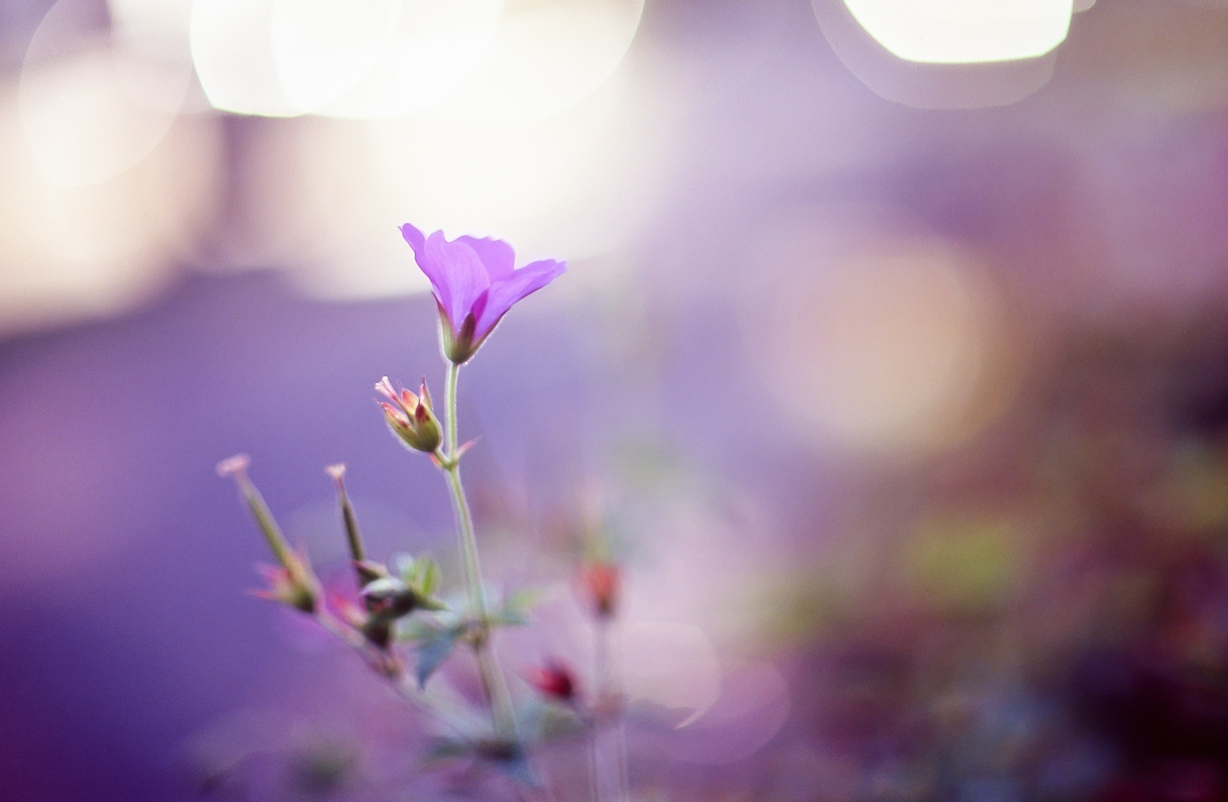 Download mobile wallpaper Flowers, Flower, Bud, Earth, Bokeh, Purple Flower for free.