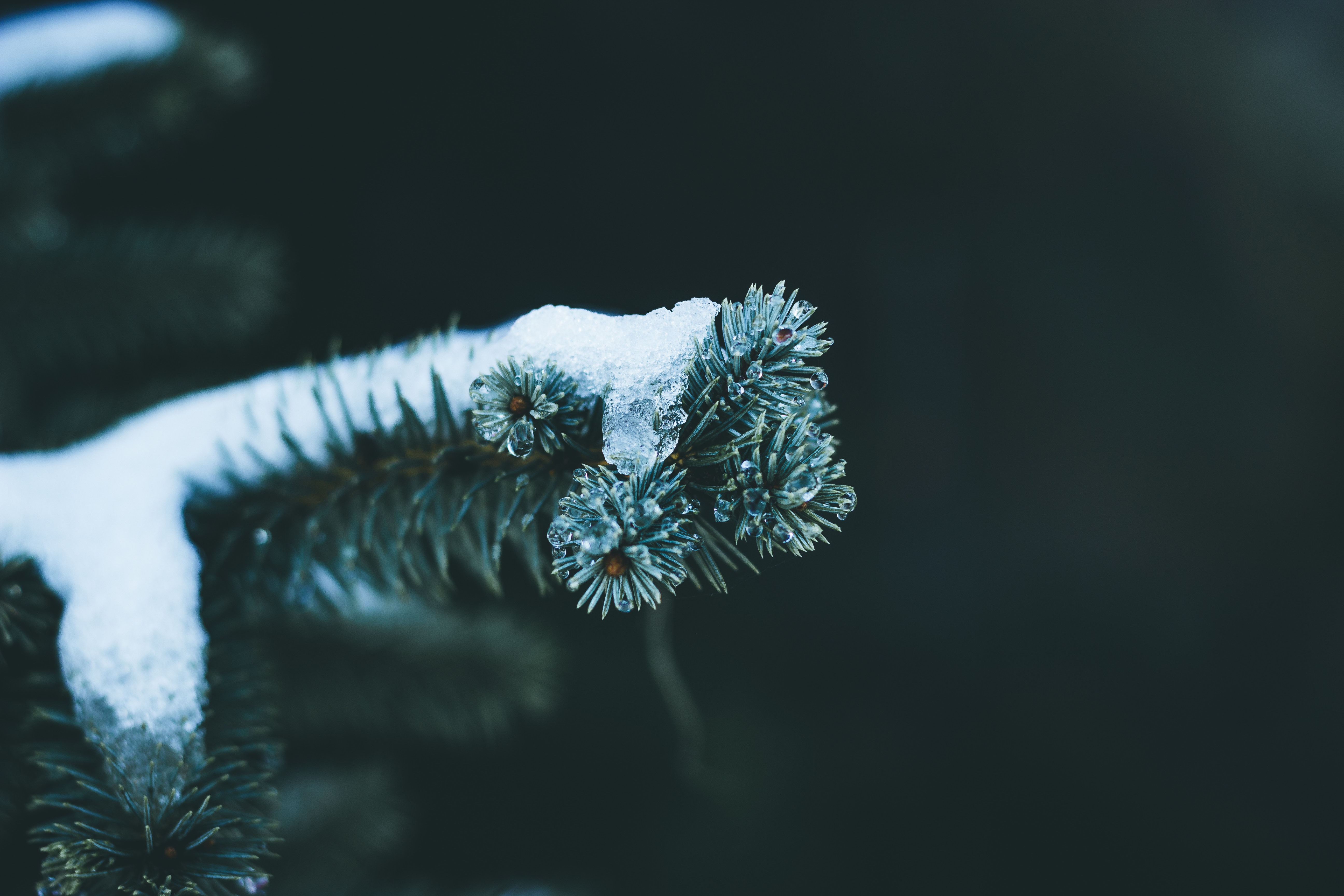 Download mobile wallpaper Fir, Spruce, Snow, Macro, Branch, Winter for free.