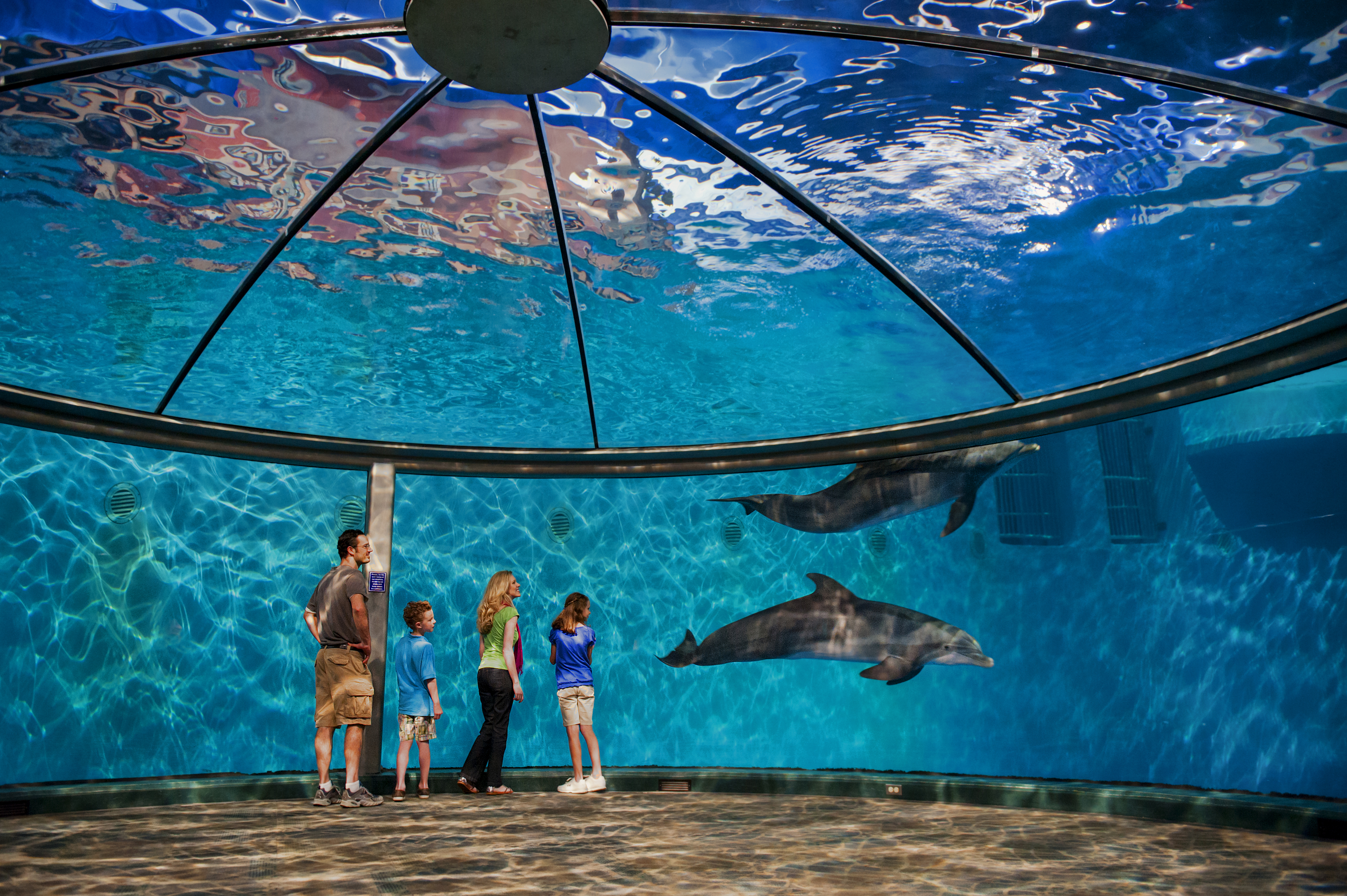 69805 baixar papel de parede golfinhos, miscelânea, variado, zoológico de indianápolis, indianápolis - protetores de tela e imagens gratuitamente