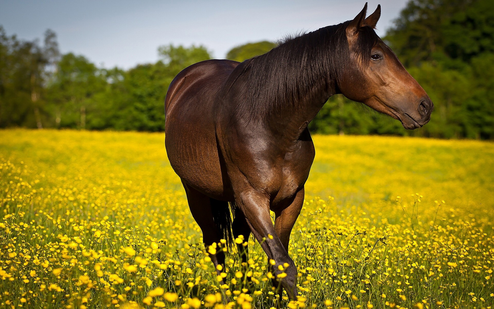 Handy-Wallpaper Tiere, Hauspferd kostenlos herunterladen.