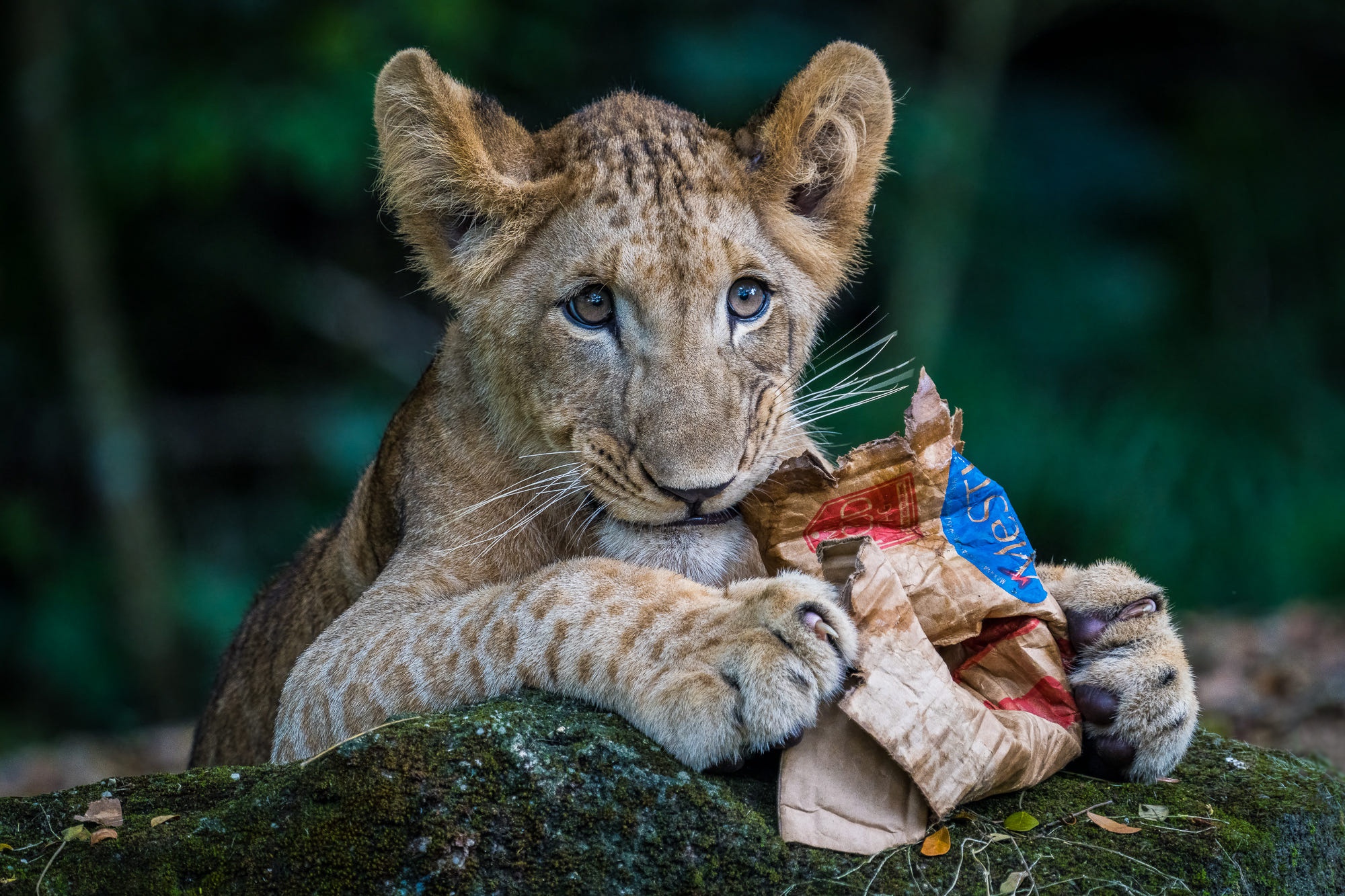 Téléchargez des papiers peints mobile Animaux, Chats, Lion, Lionceau, Bébé Animal gratuitement.