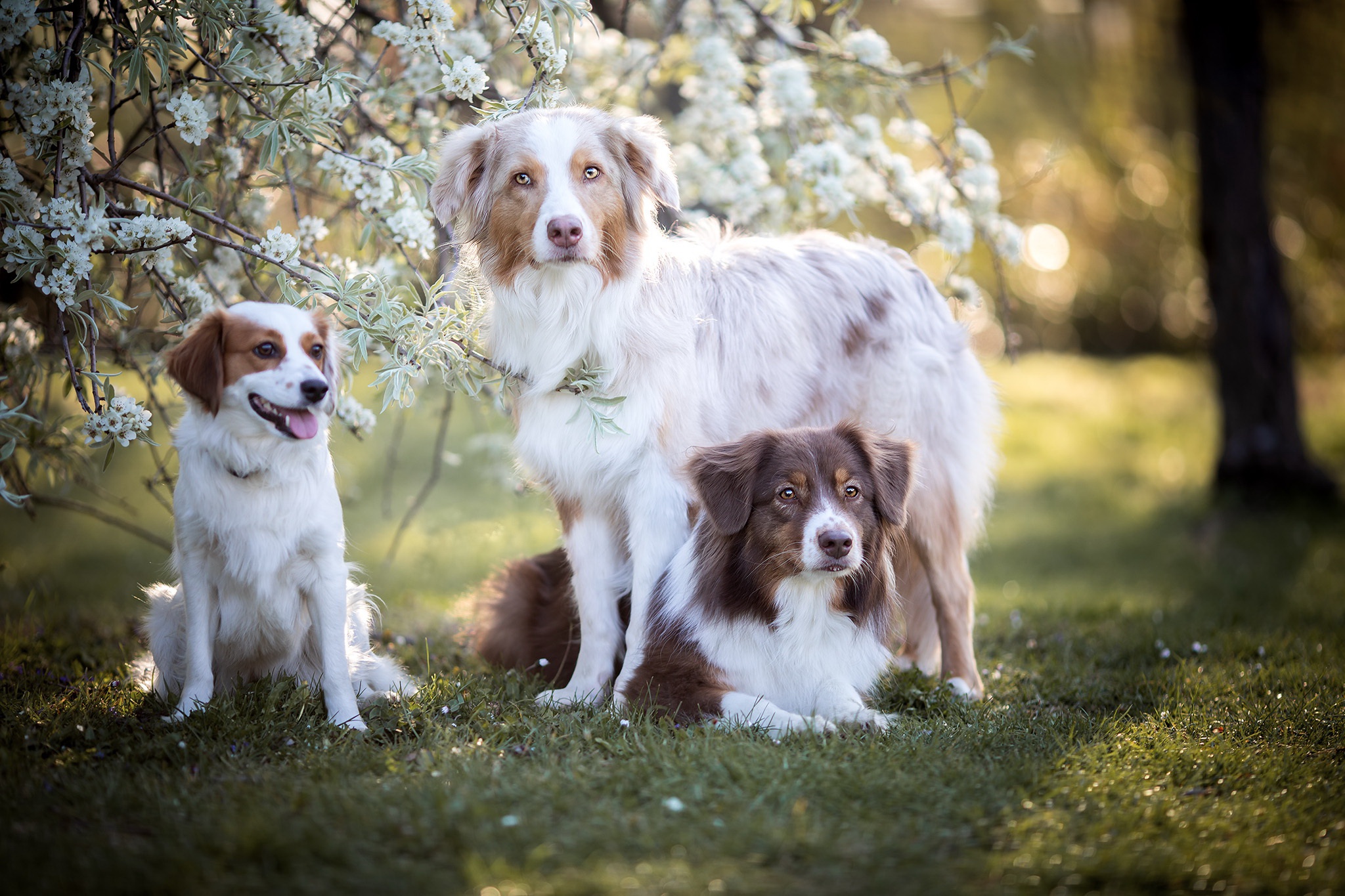 Handy-Wallpaper Tiere, Hunde, Hund kostenlos herunterladen.