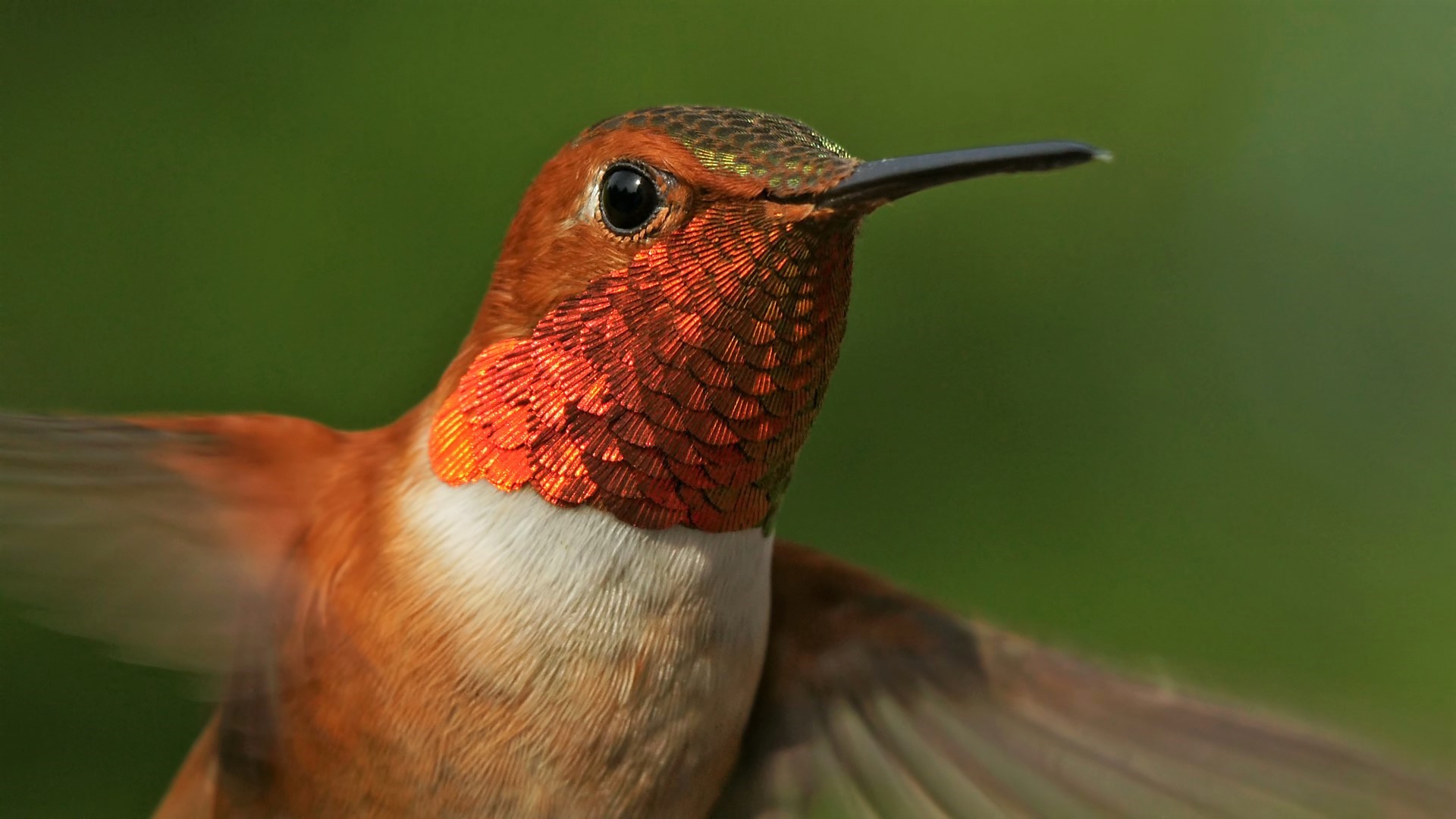 Handy-Wallpaper Tiere, Vögel, Vogel, Nahansicht, Kolibri kostenlos herunterladen.