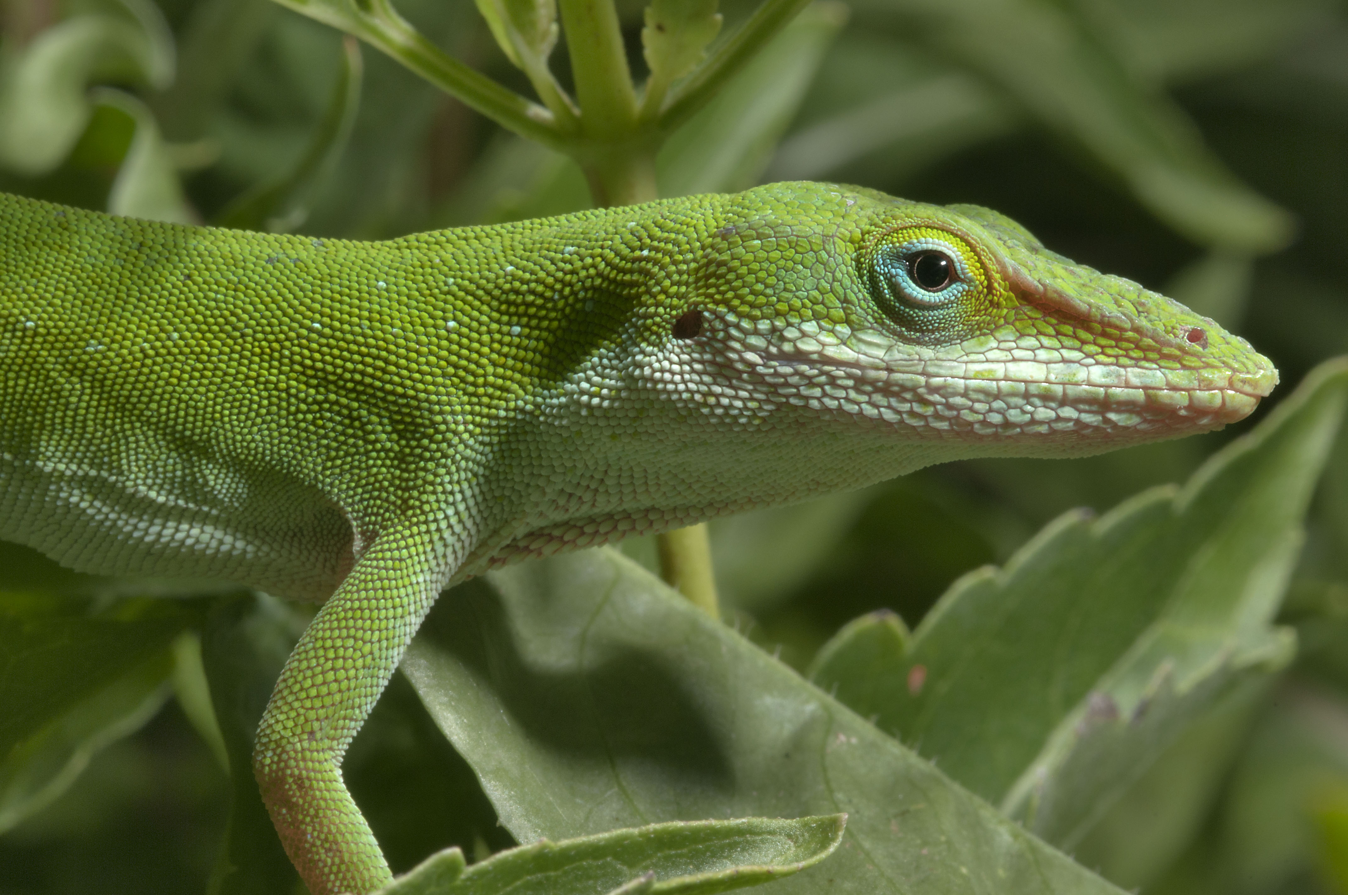 314773 descargar imagen animales, anolis verde, reptiles: fondos de pantalla y protectores de pantalla gratis