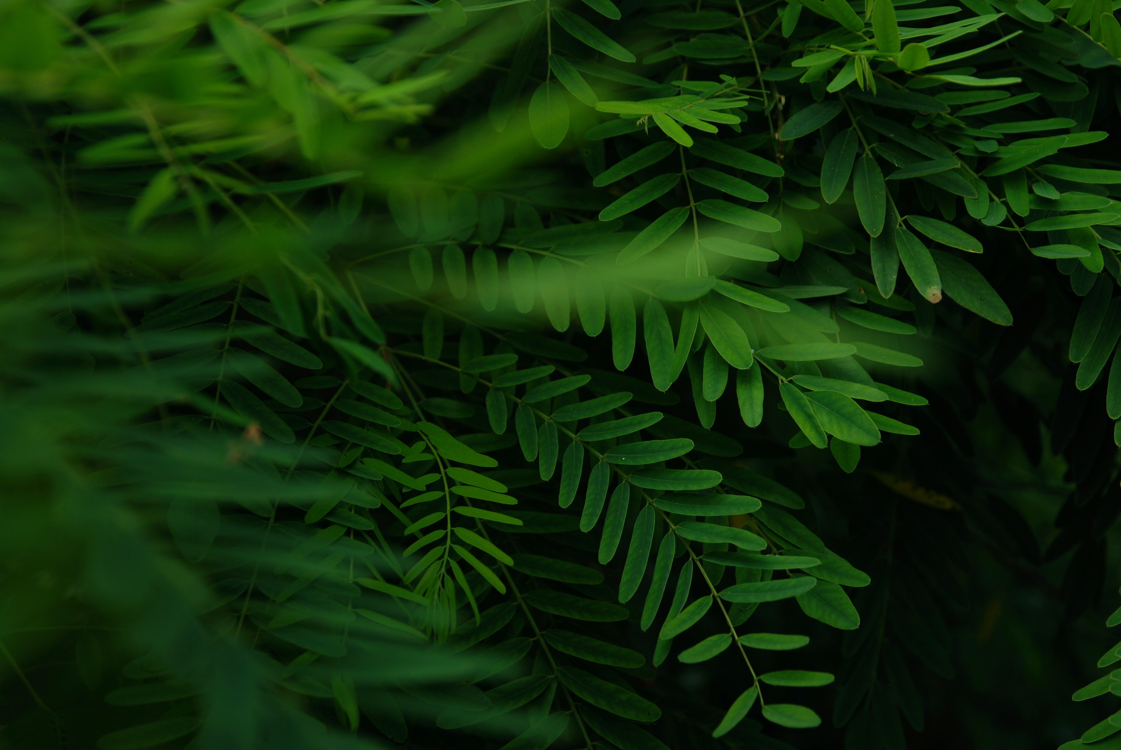 Free download wallpaper Leaves, Macro, Branches, Acacia on your PC desktop