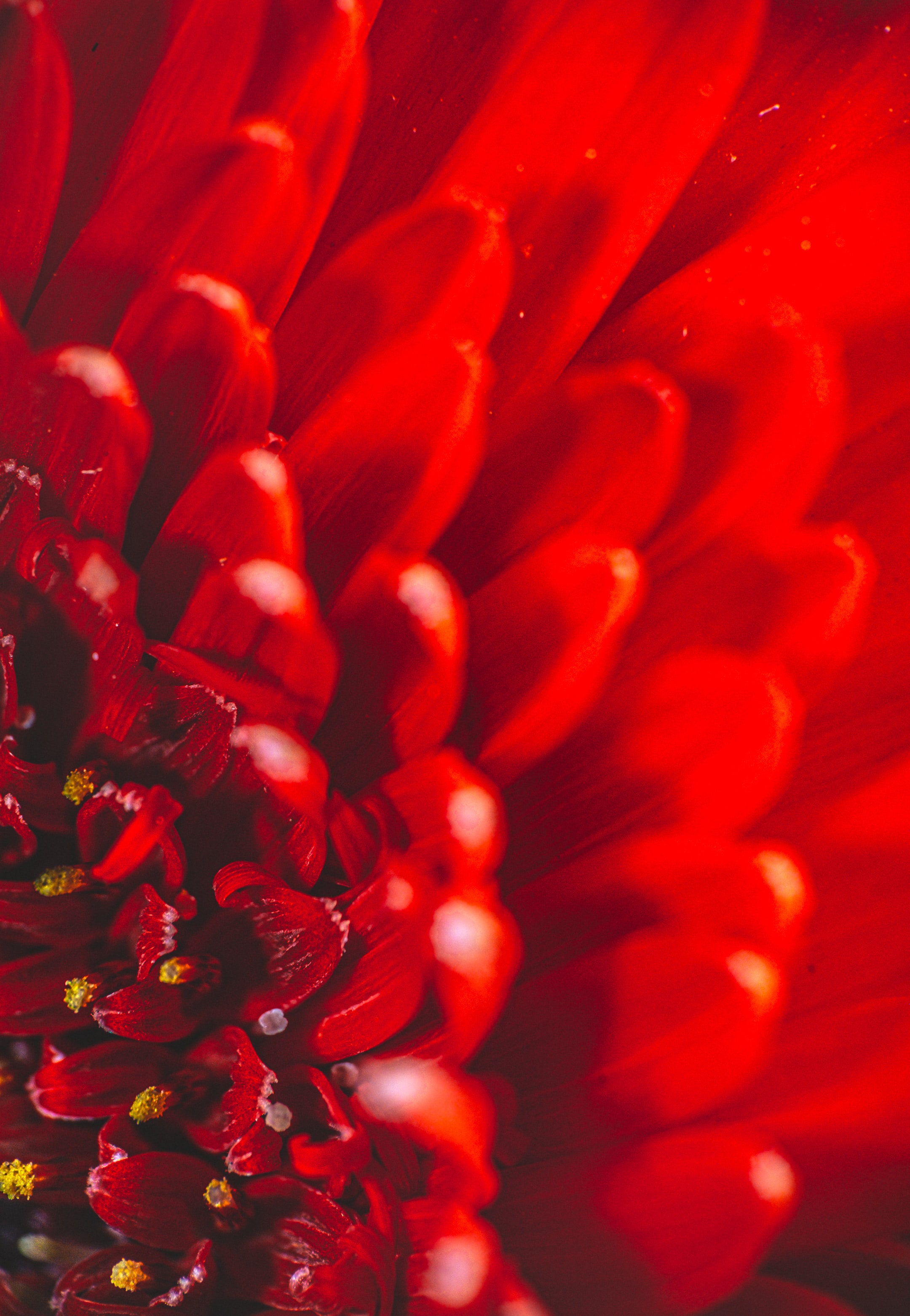 Скачать картинку Хризантема, Лепестки, Красный, Макро, Цветок в телефон бесплатно.