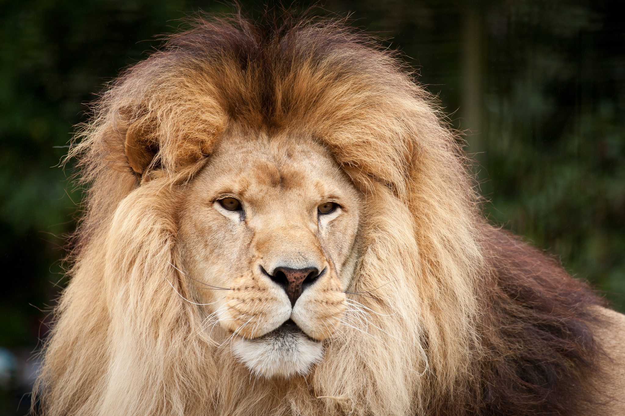 Téléchargez gratuitement l'image Lion, Chats, Animaux sur le bureau de votre PC