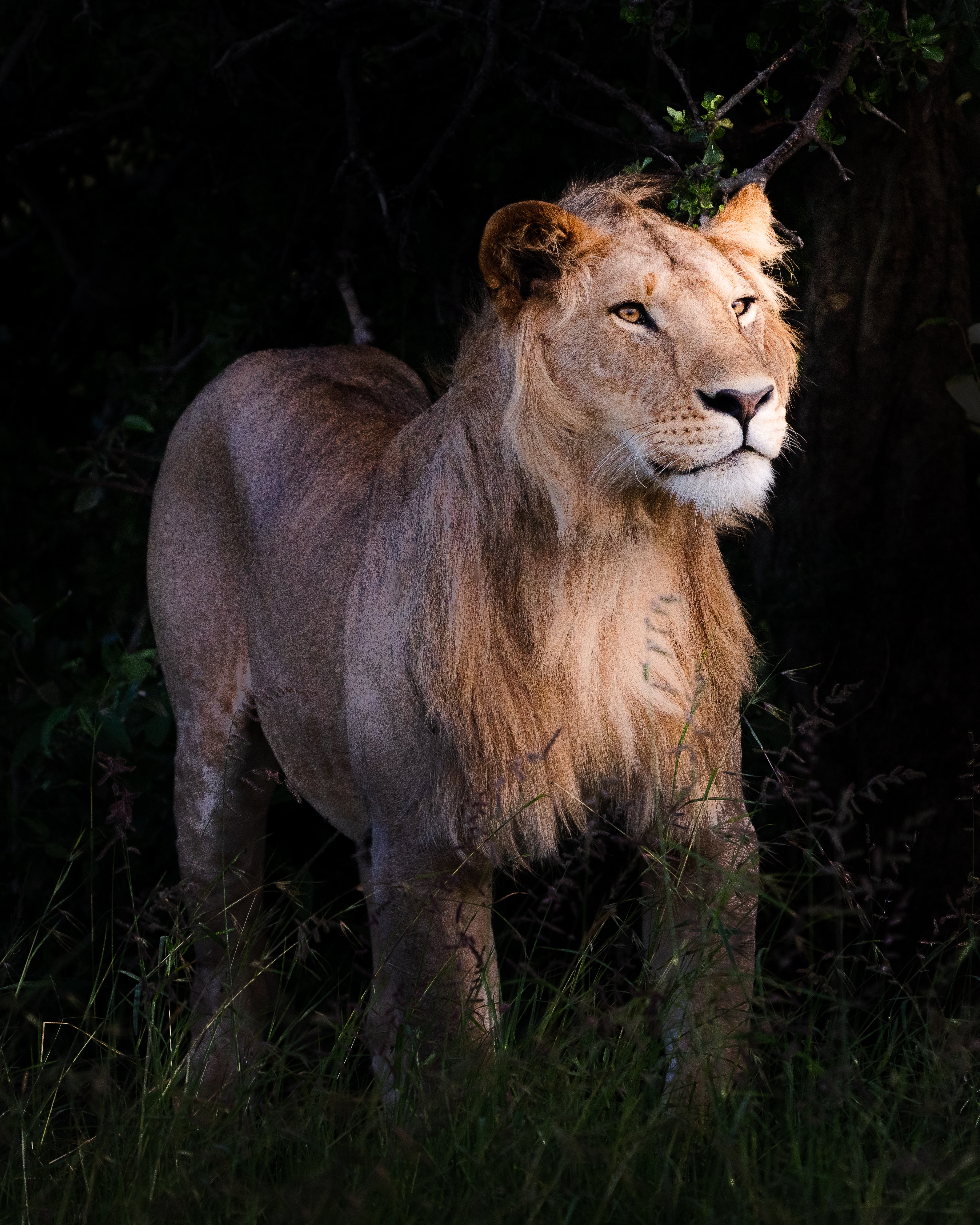 119590 descargar fondo de pantalla vida silvestre, animales, un leon, león, depredador, fauna silvestre, bestia: protectores de pantalla e imágenes gratis
