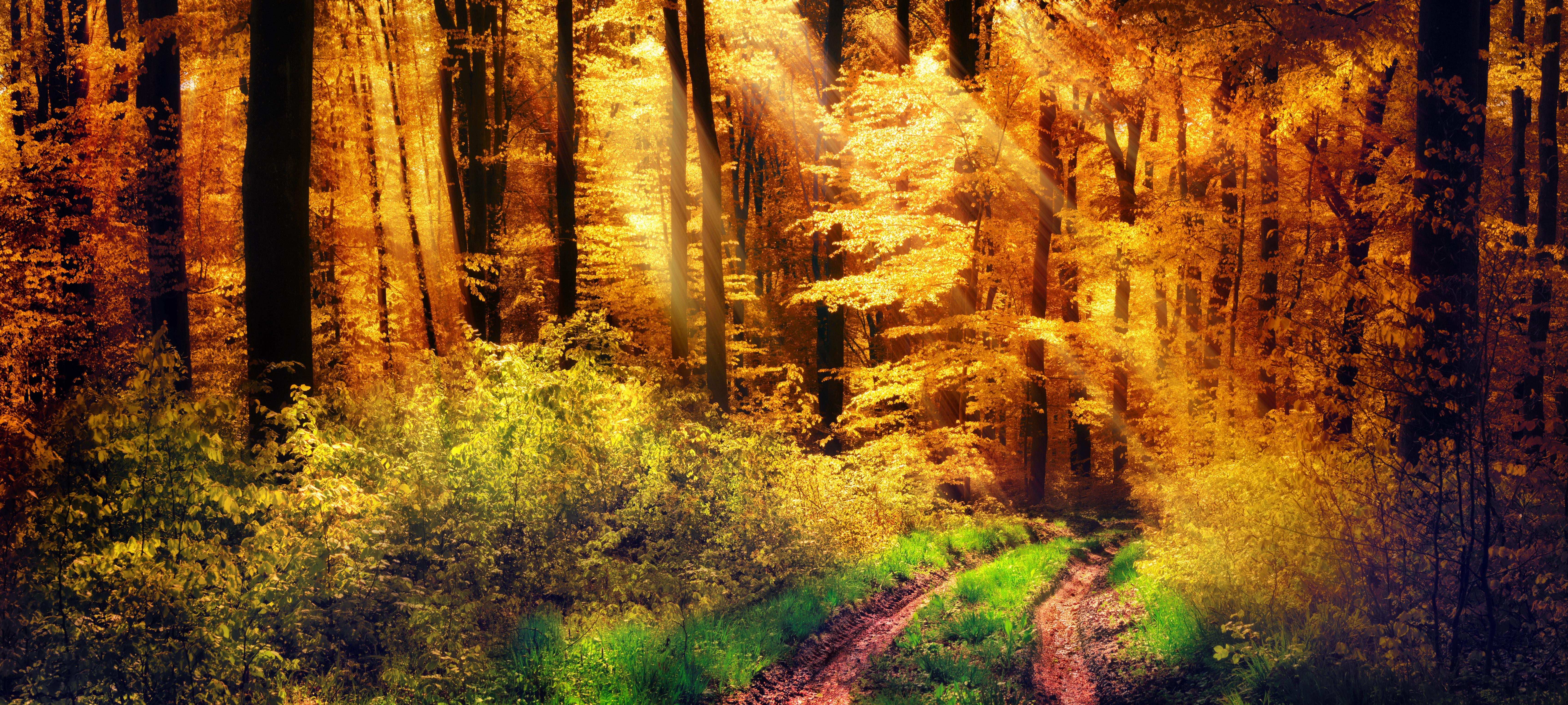 PCデスクトップに自然, 木, 秋, 森, 地球, サンビーム, 未舗装の道路画像を無料でダウンロード
