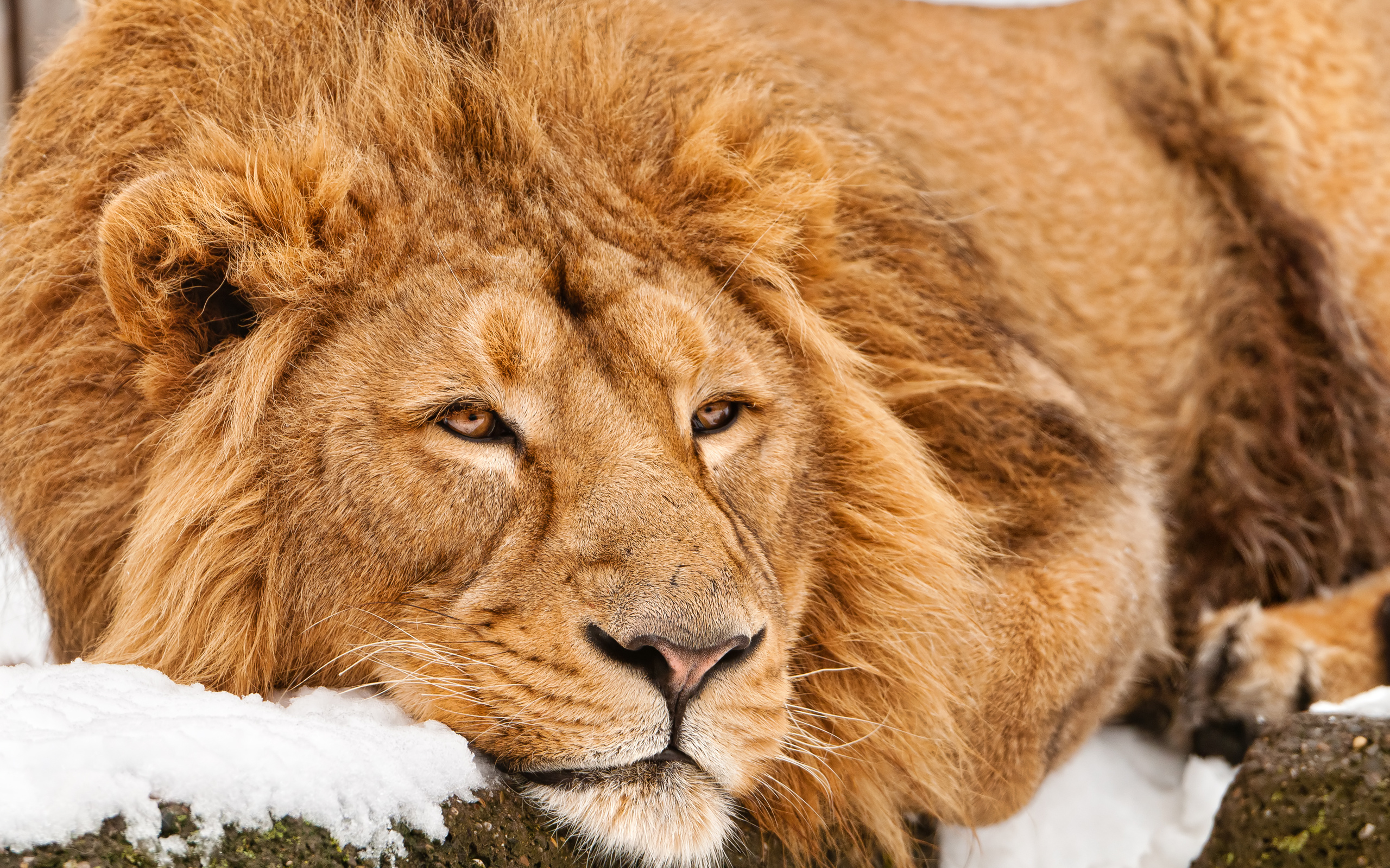 Free download wallpaper Lion, Animal on your PC desktop