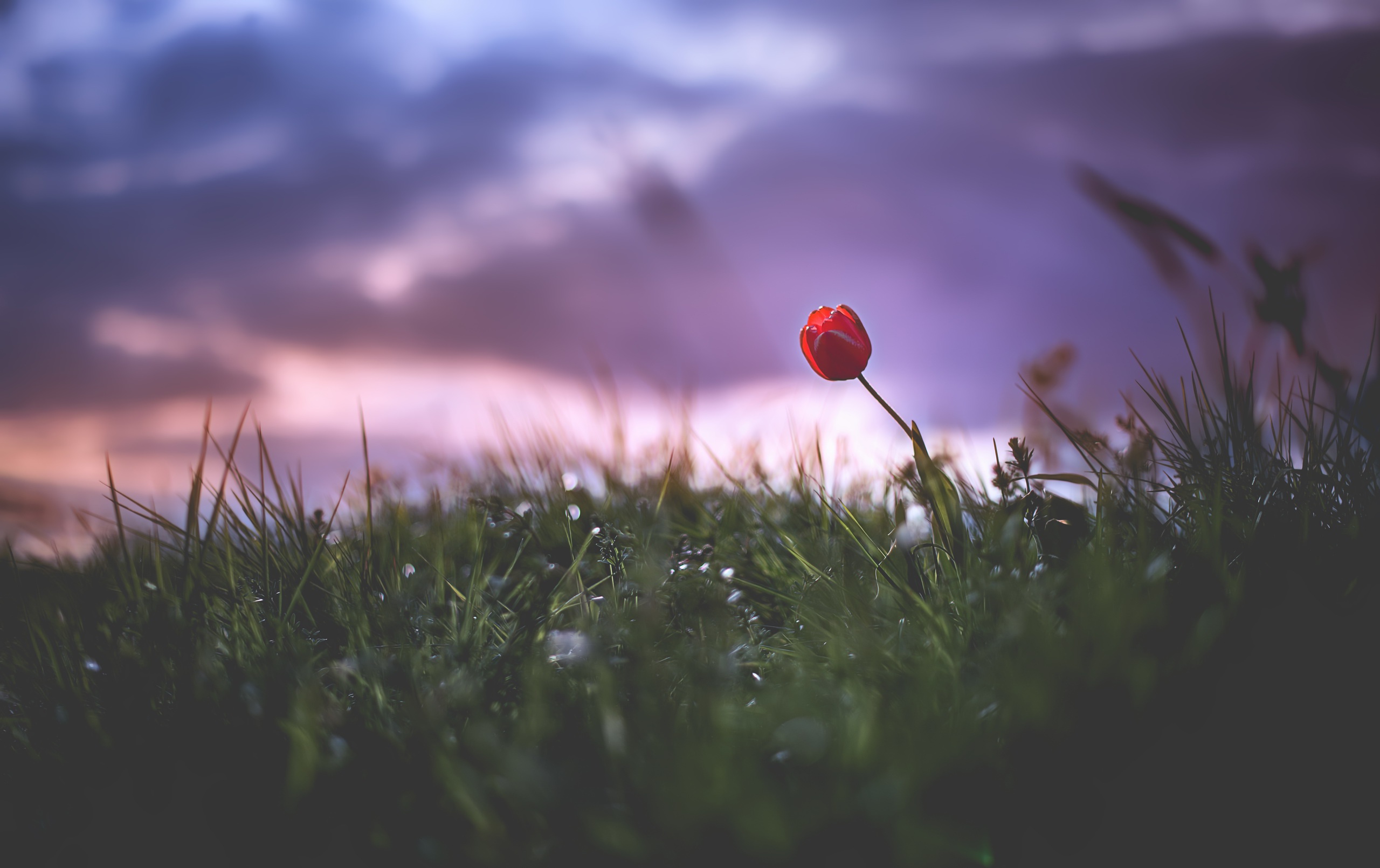 Descarga gratuita de fondo de pantalla para móvil de Naturaleza, Flores, Hierba, Flor, Tulipán, Flor Roja, Tierra/naturaleza.