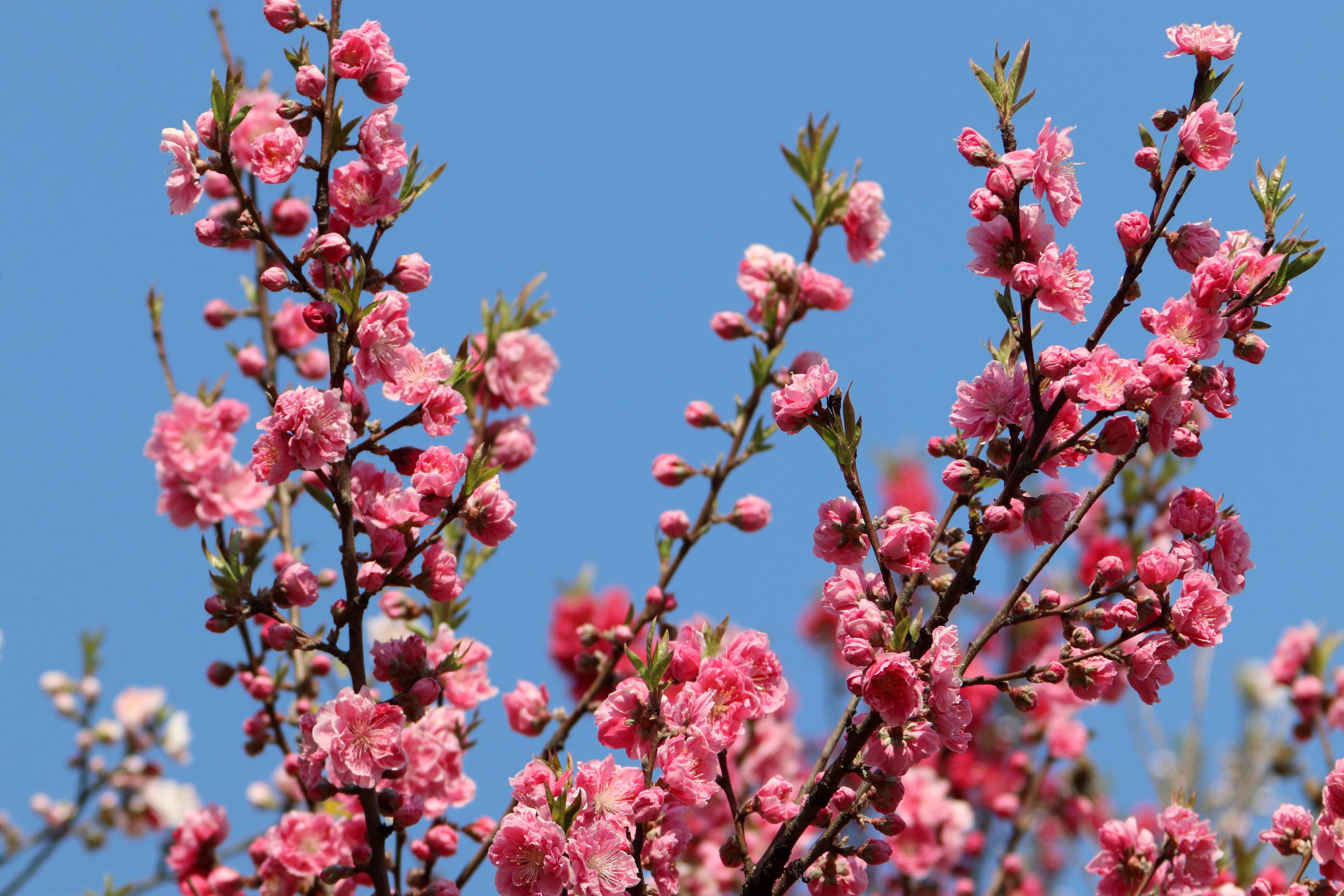 Завантажити шпалери безкоштовно Сакура, Цвітіння, Земля, Весна, Рожева Квітка, Відділення картинка на робочий стіл ПК