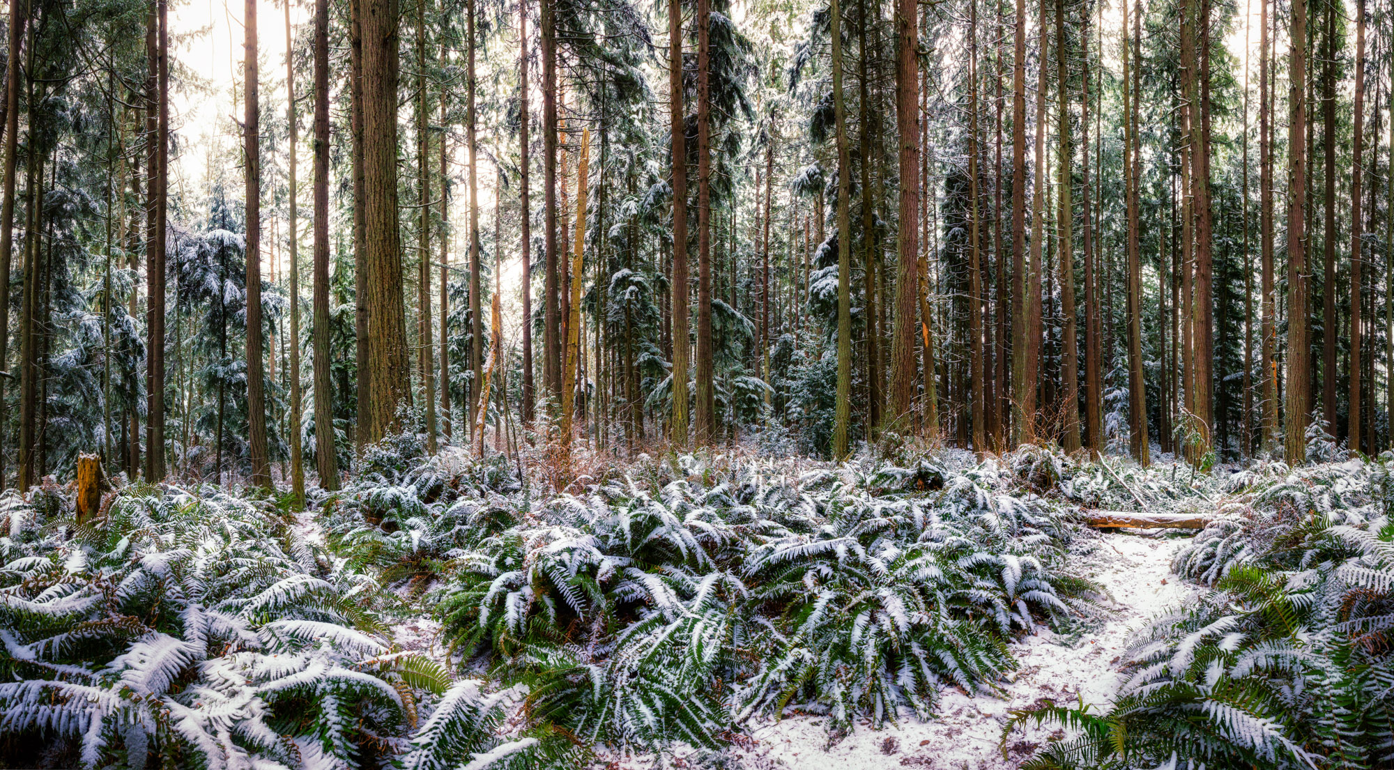 Laden Sie das Natur, Schnee, Farne, Wald, Erde/natur-Bild kostenlos auf Ihren PC-Desktop herunter