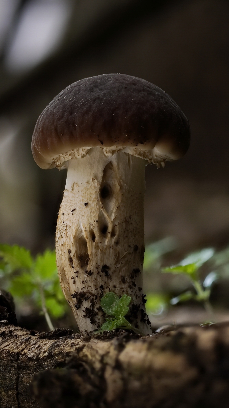 Download mobile wallpaper Nature, Macro, Earth, Mushroom for free.