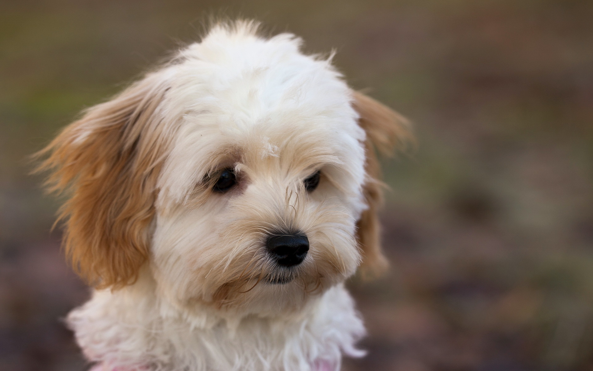 Handy-Wallpaper Tiere, Hunde, Hund kostenlos herunterladen.